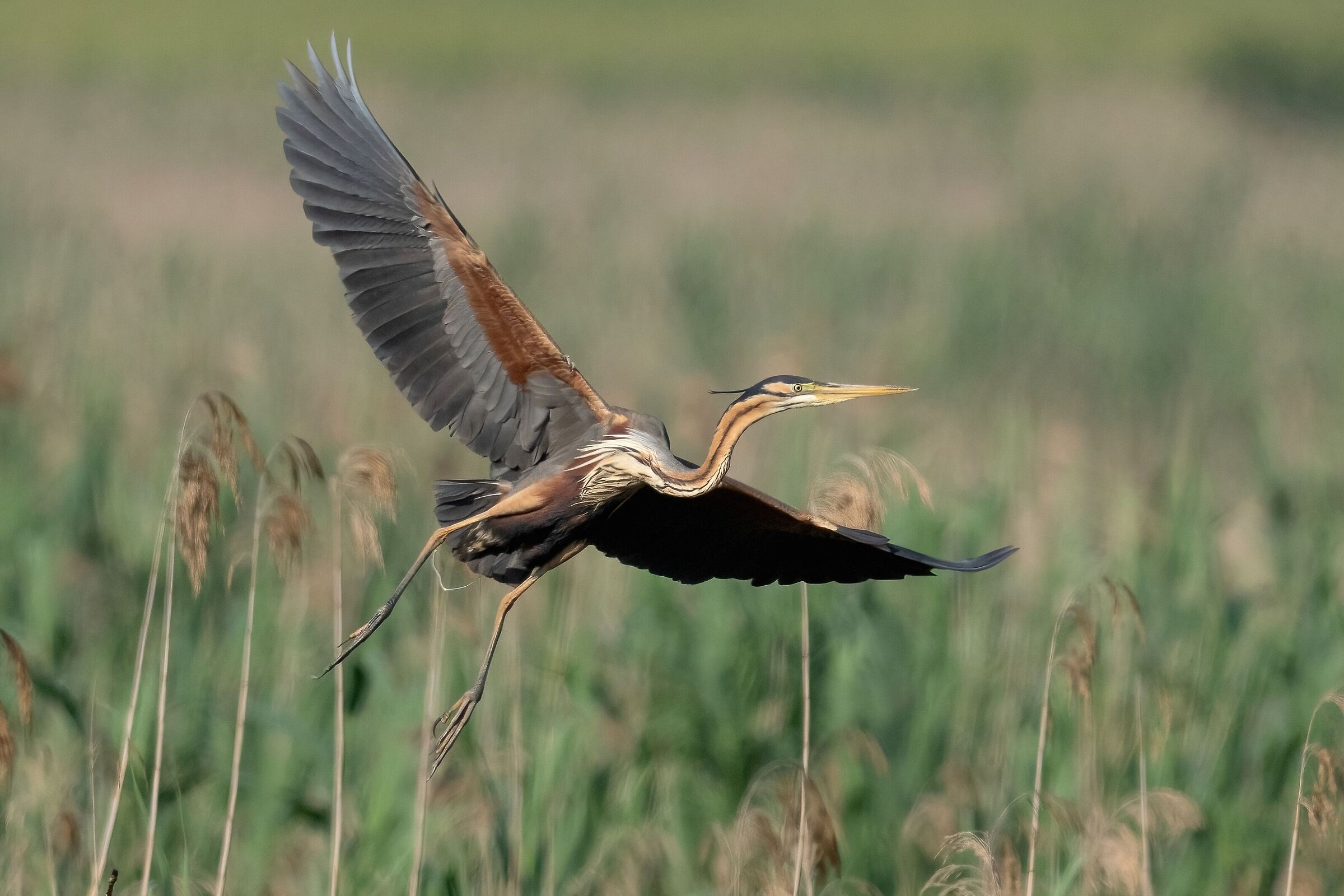Purple heron (Ardea purpurea)