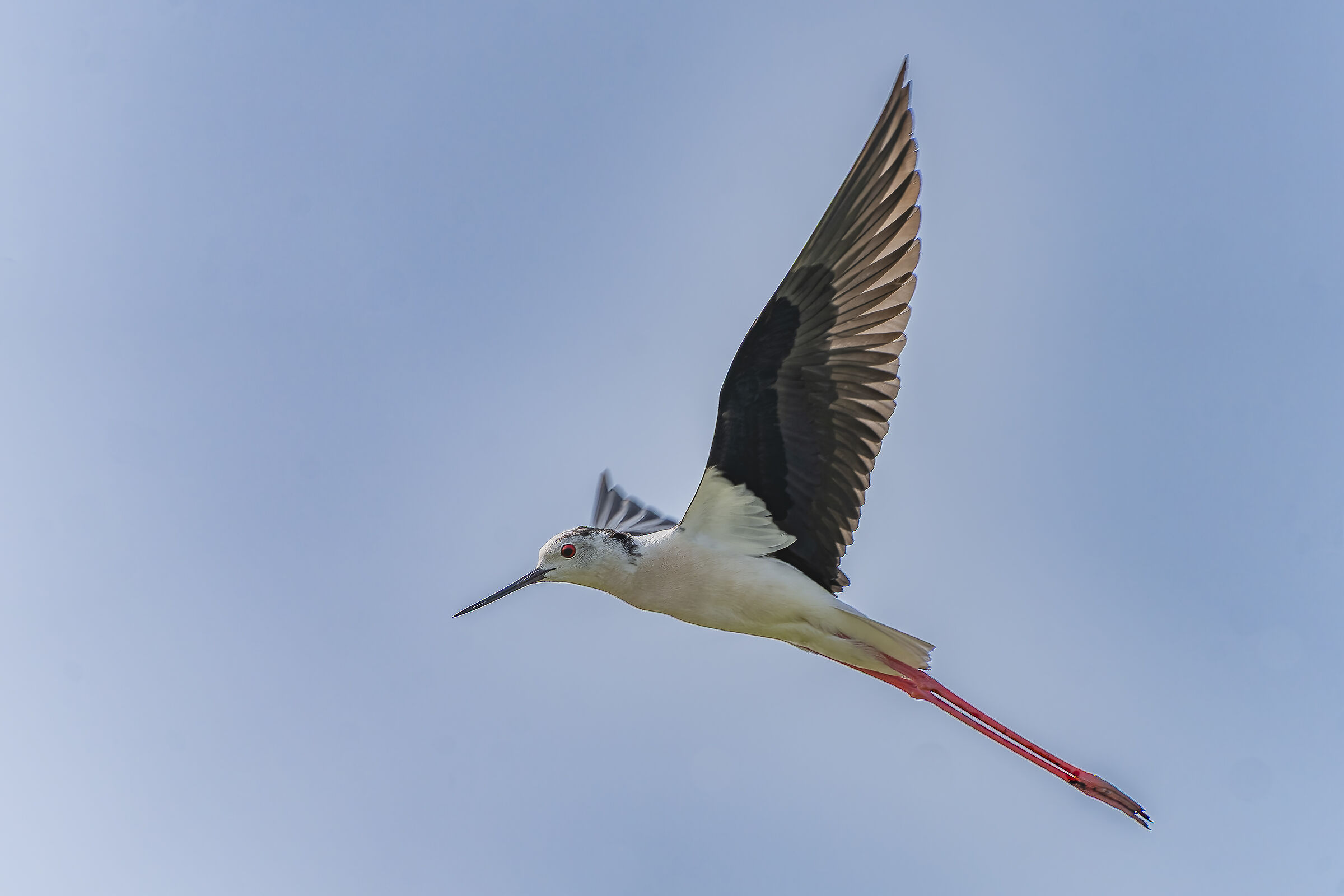 Fogolana - Cavaliere d' Italia