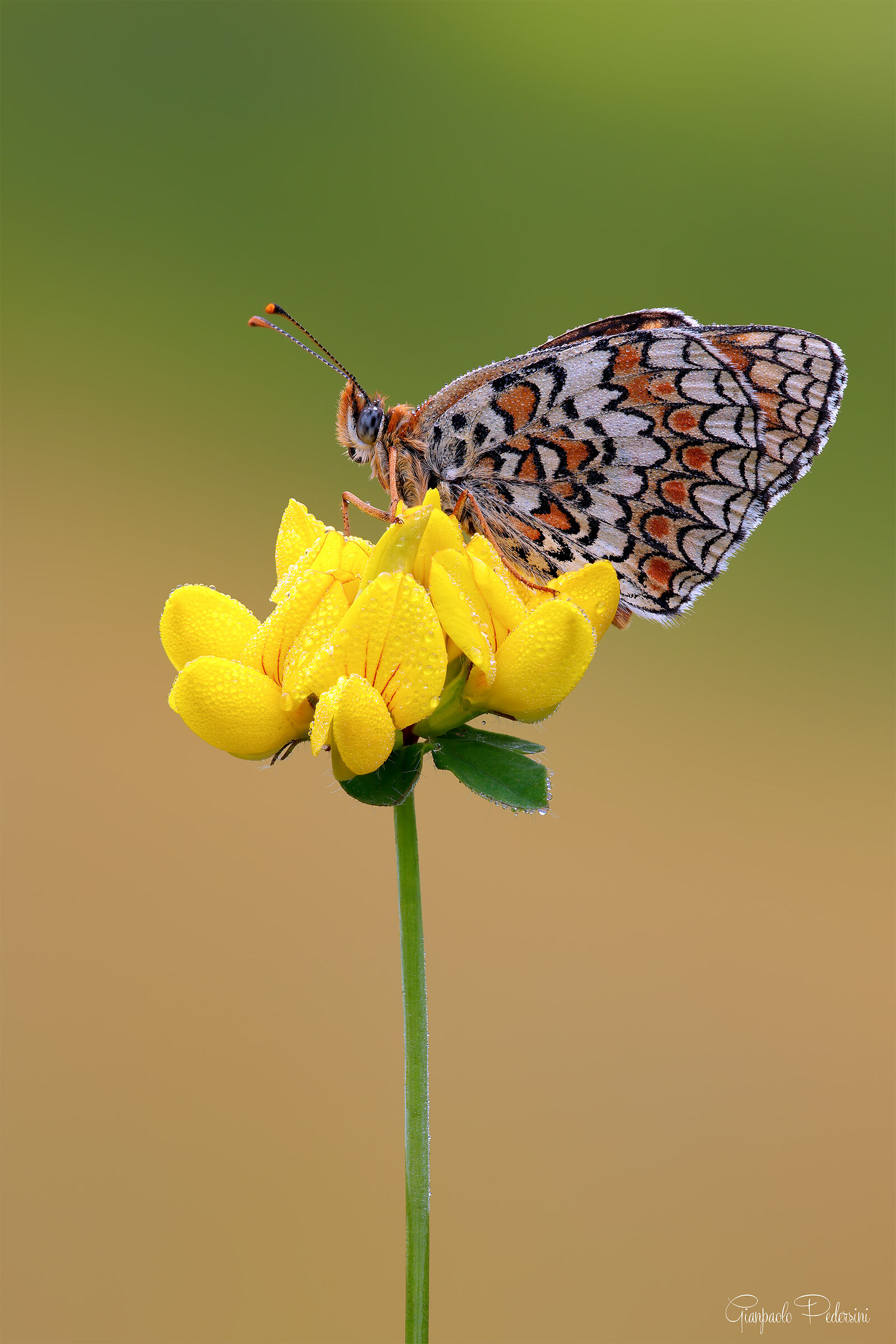 La signora....sul giallo