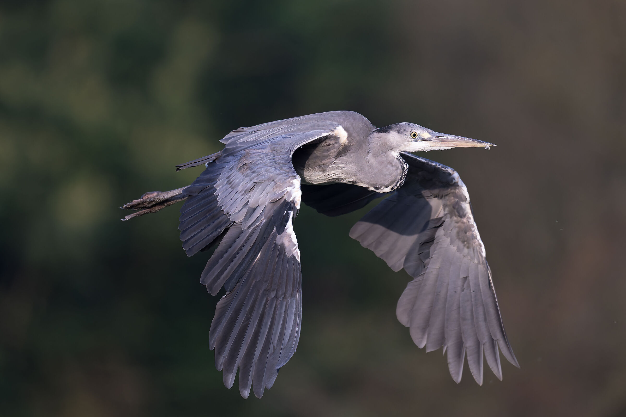 Grey heron
