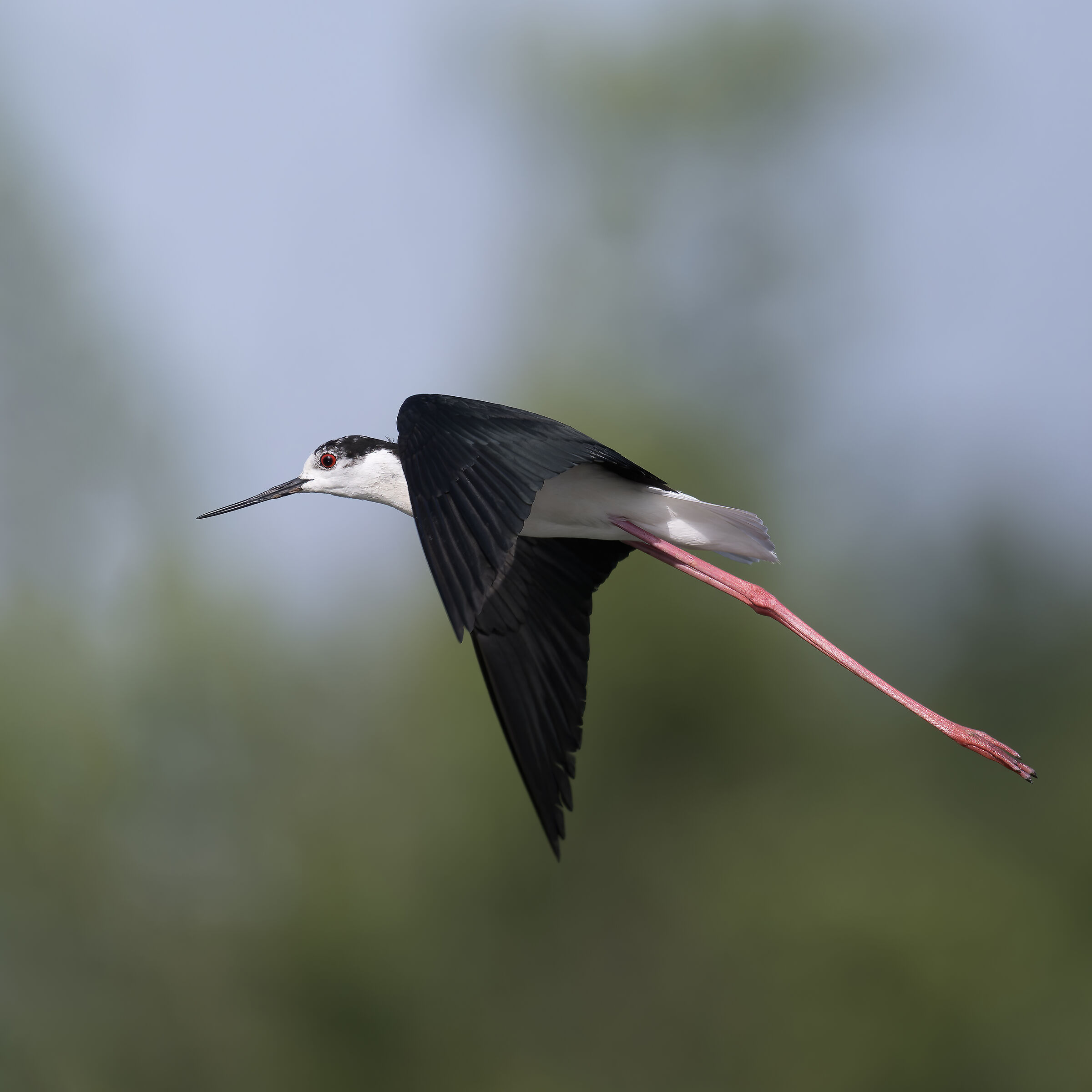 Black-winged Stilt