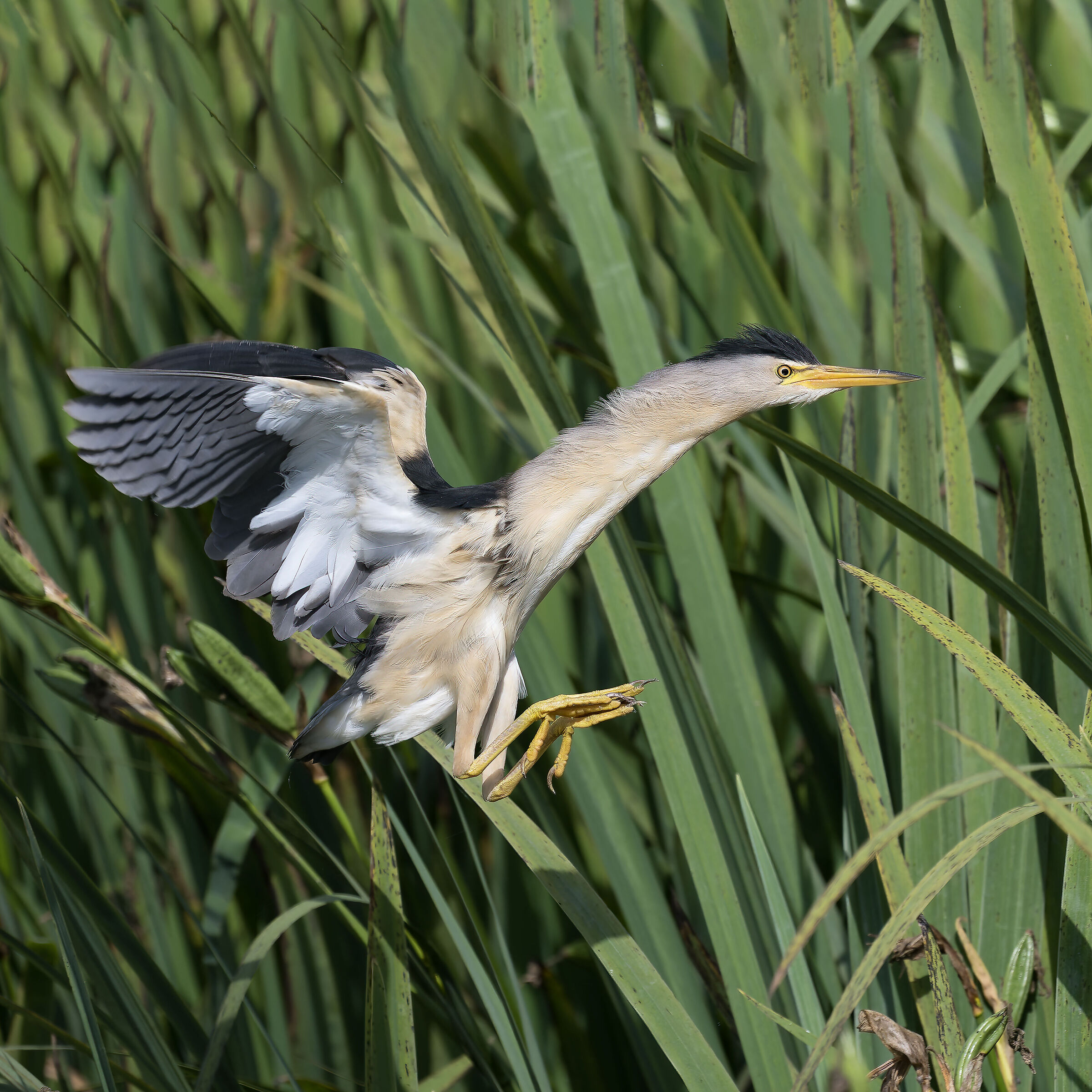 Little bittern