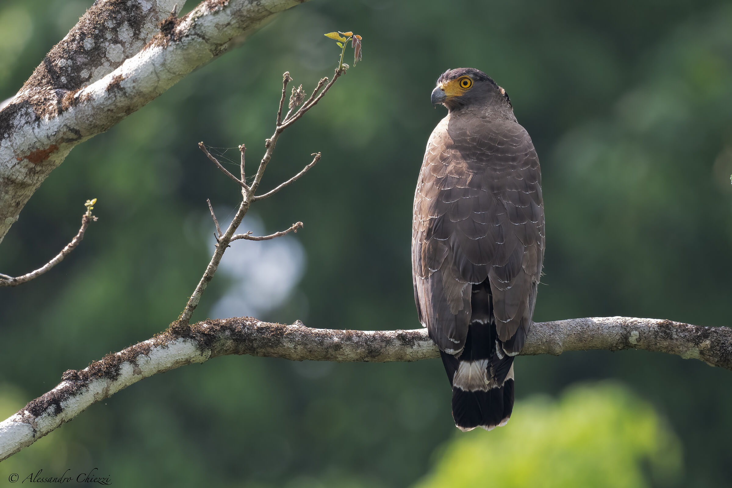 Crested serpentarium