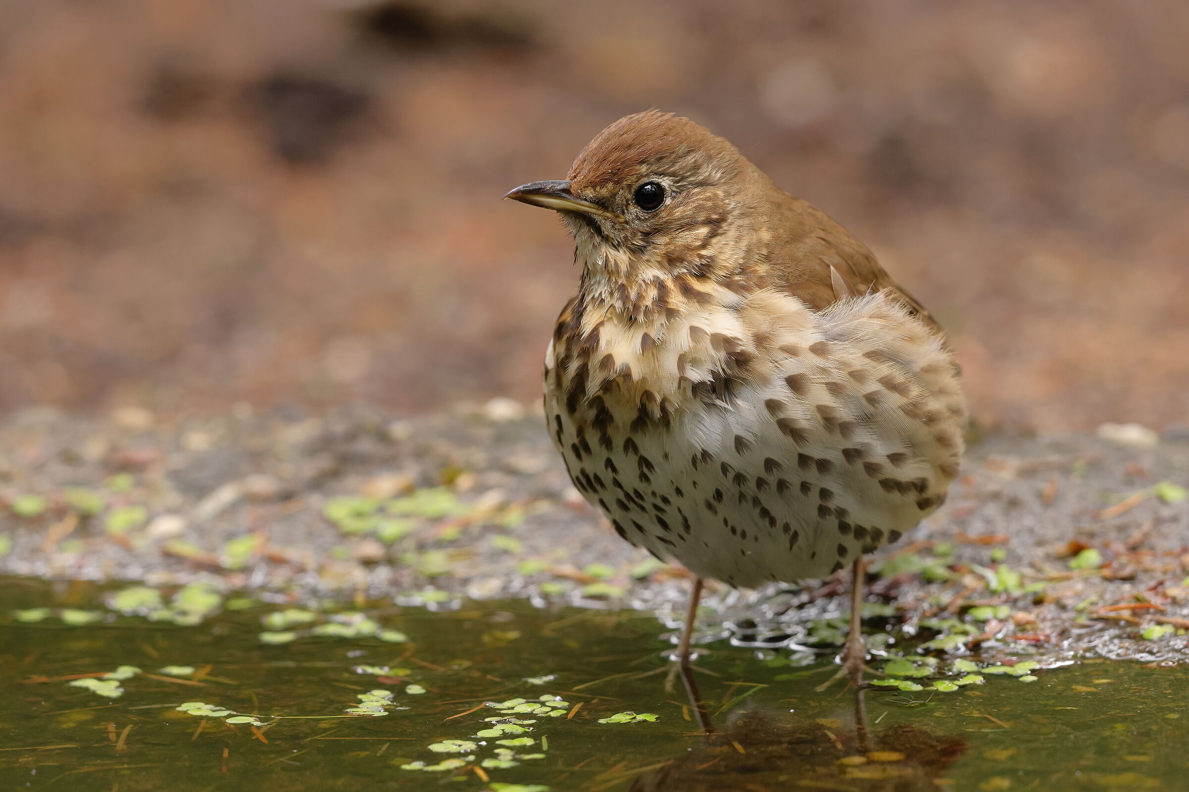 The little hearts of the bottaccio