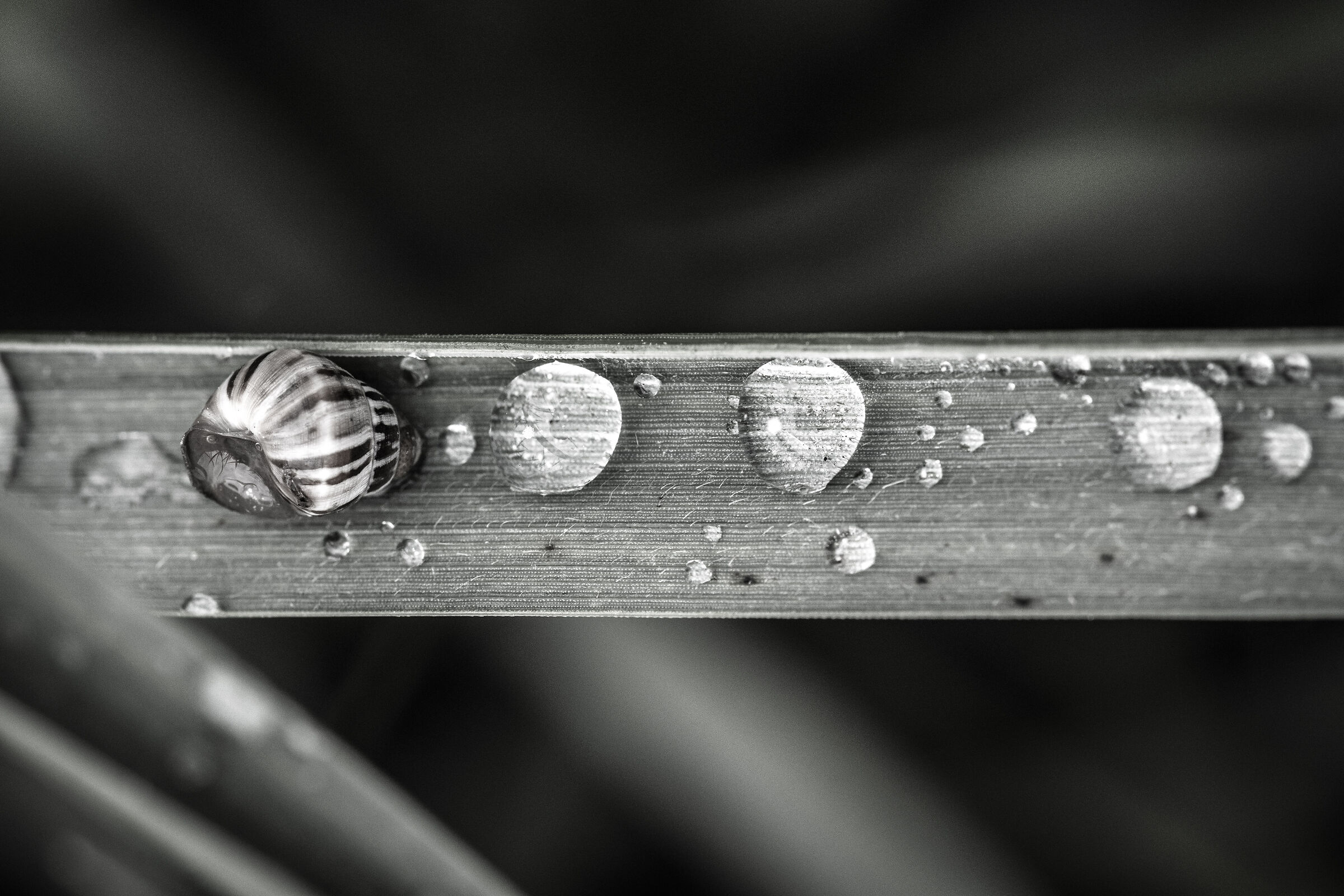 Drop, drop, drop, snail...