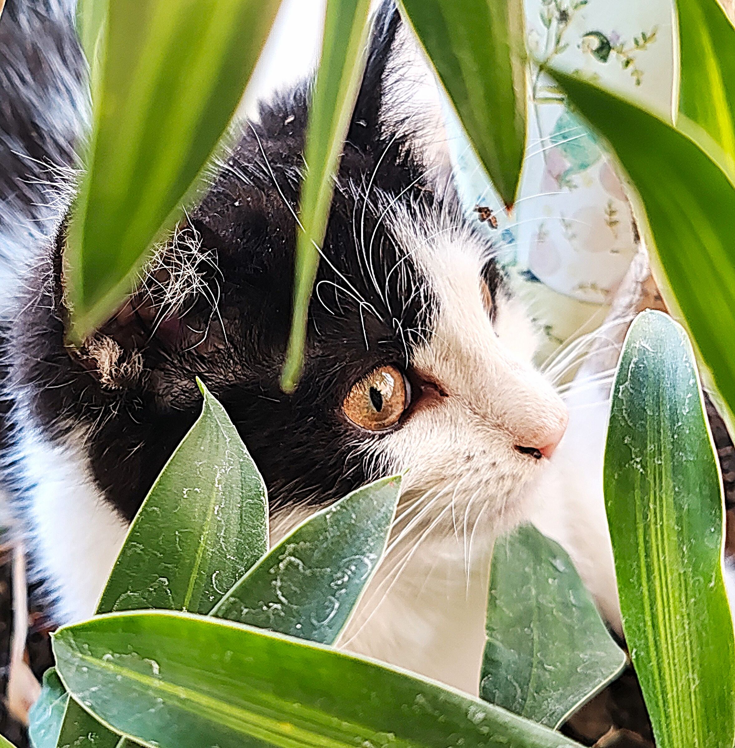 I feel like Tarzan in the jungle ..