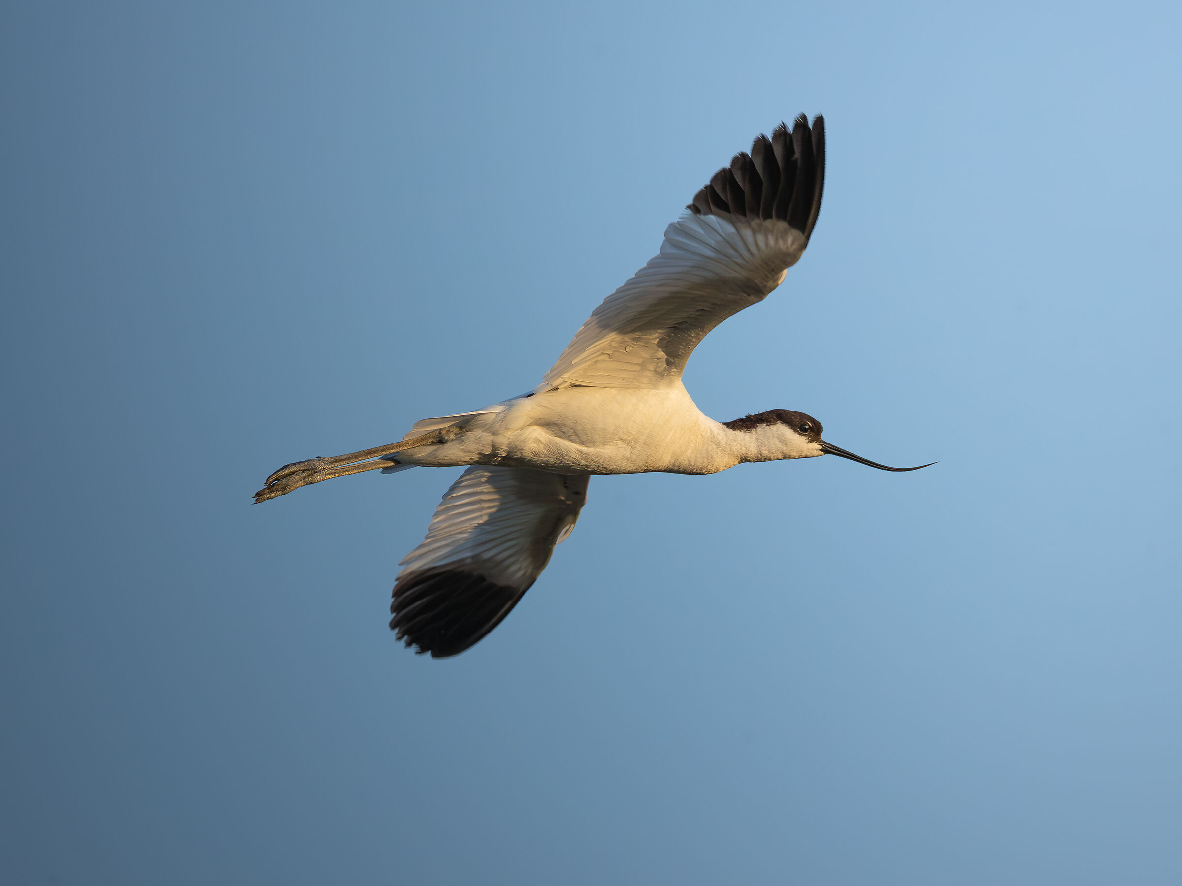 Avocet at sunset