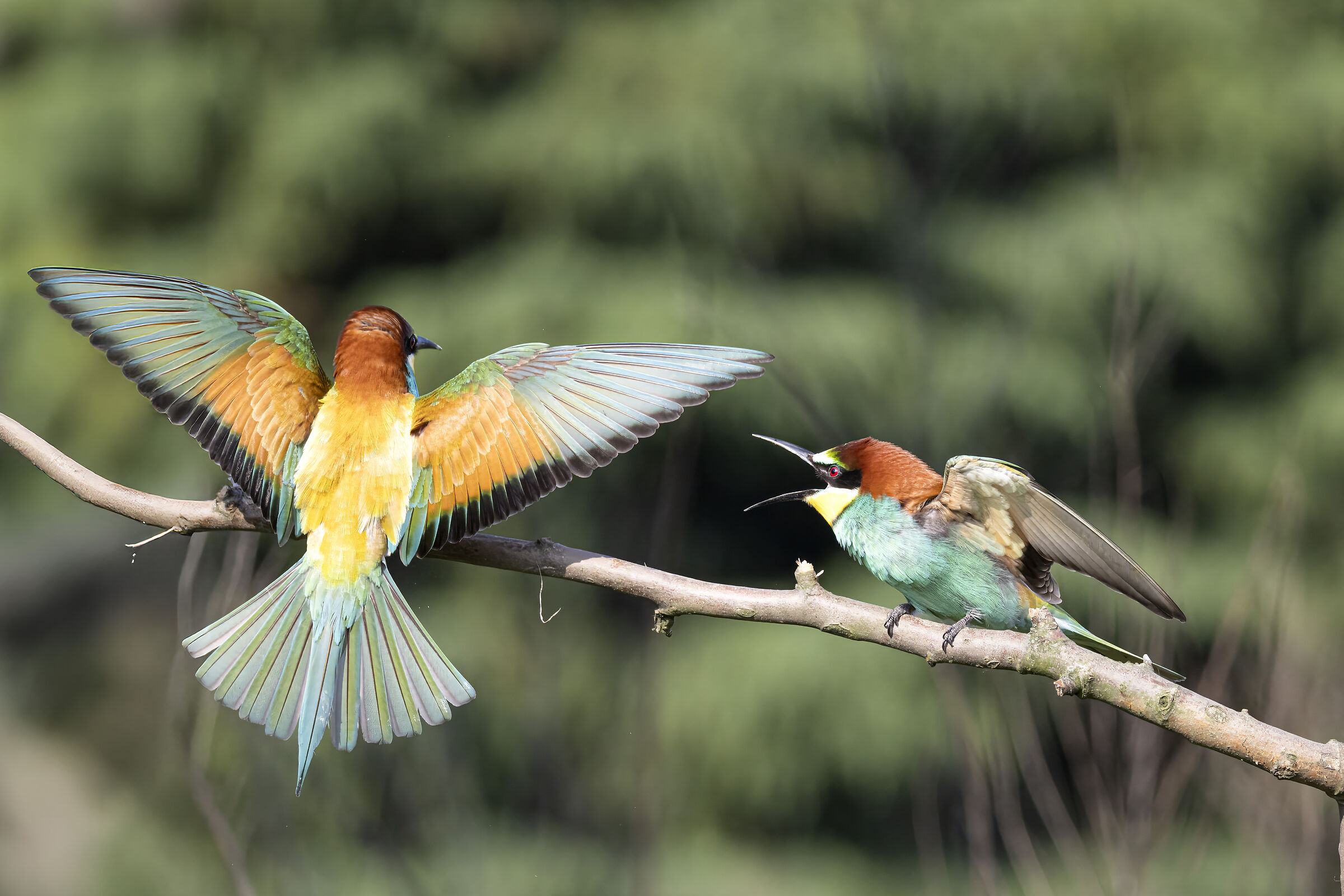 Bee-eaters