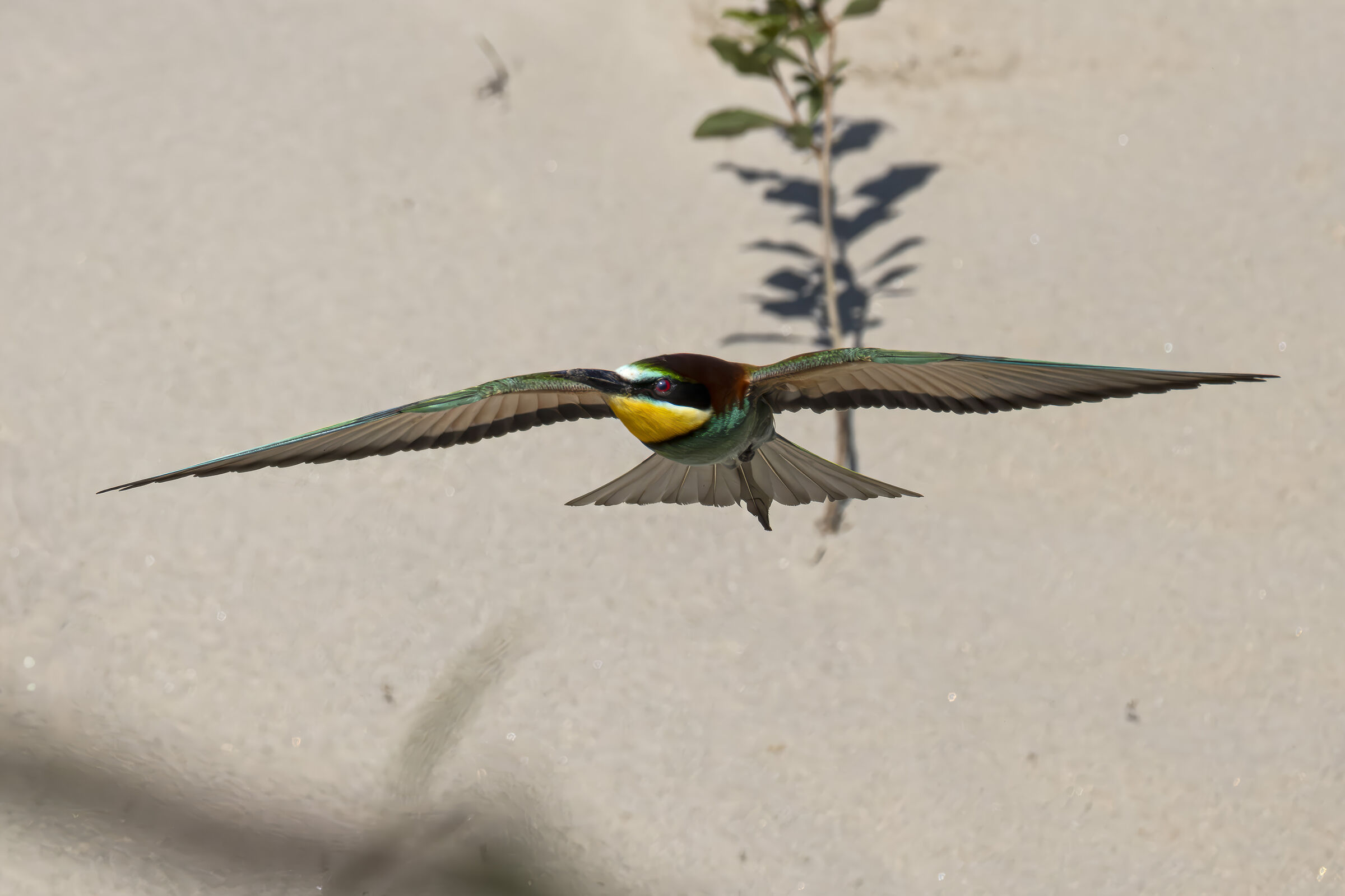 Bee-eater