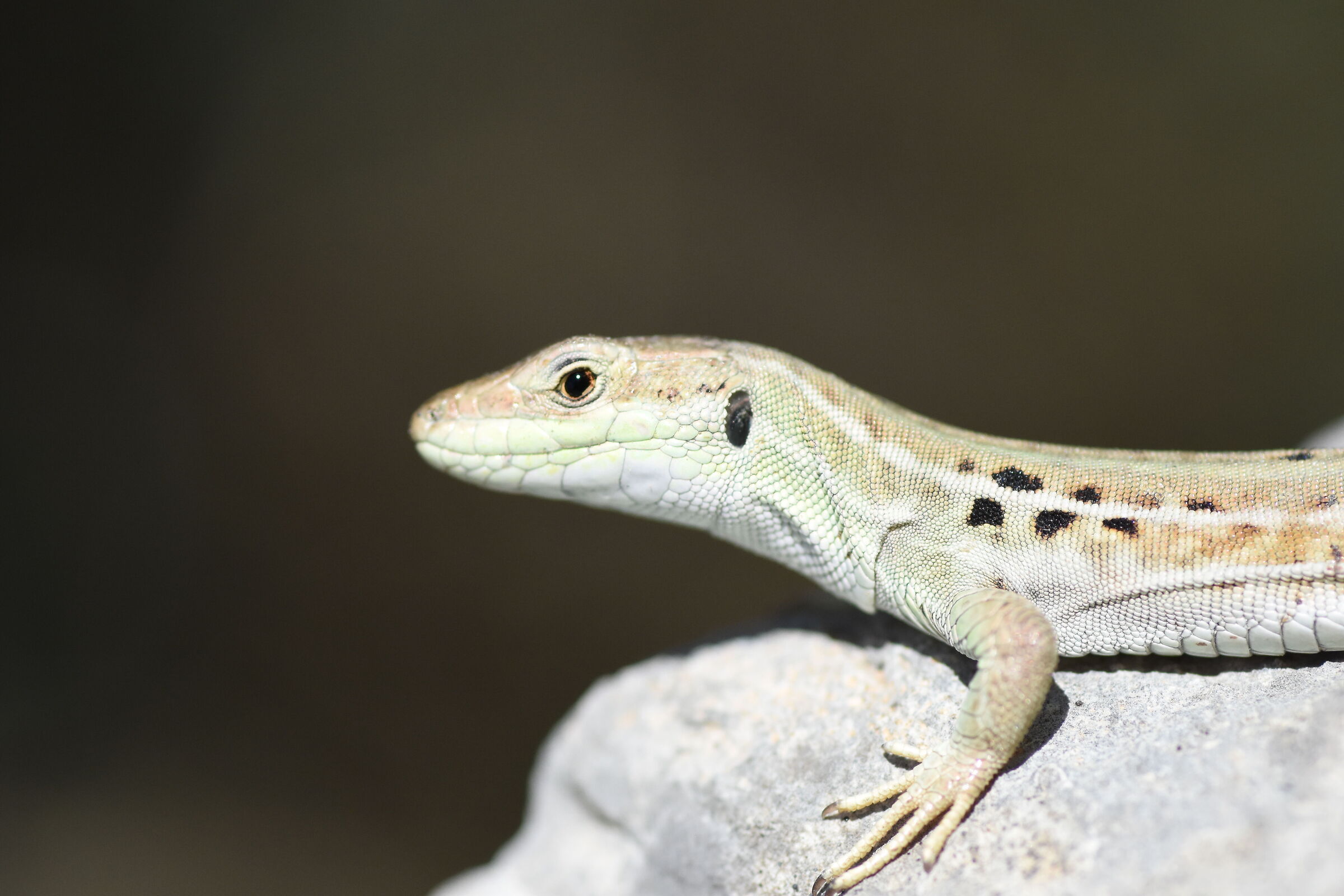 @" 1/8 thousand, ISO Mille ", Tokina 100 F. 2.8-D 7200