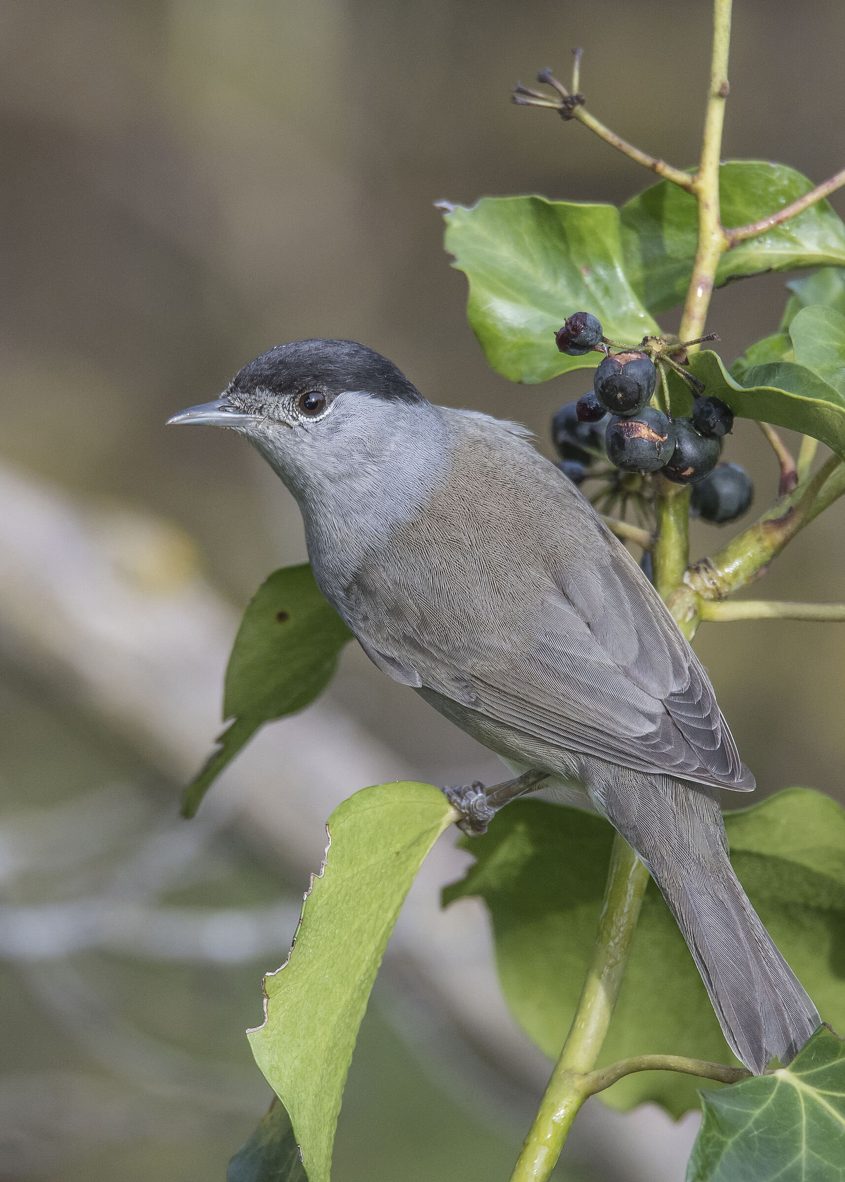 Male blackcap