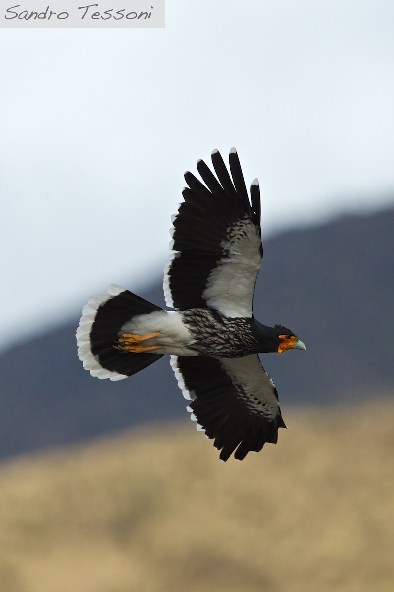 Cara-cara al parco del Cotopaxi in Equador