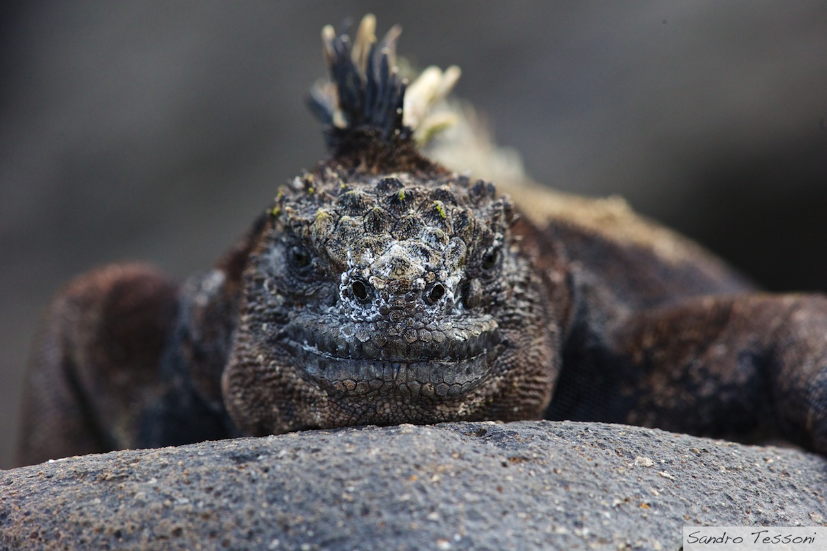 Iguana in the Galapagos