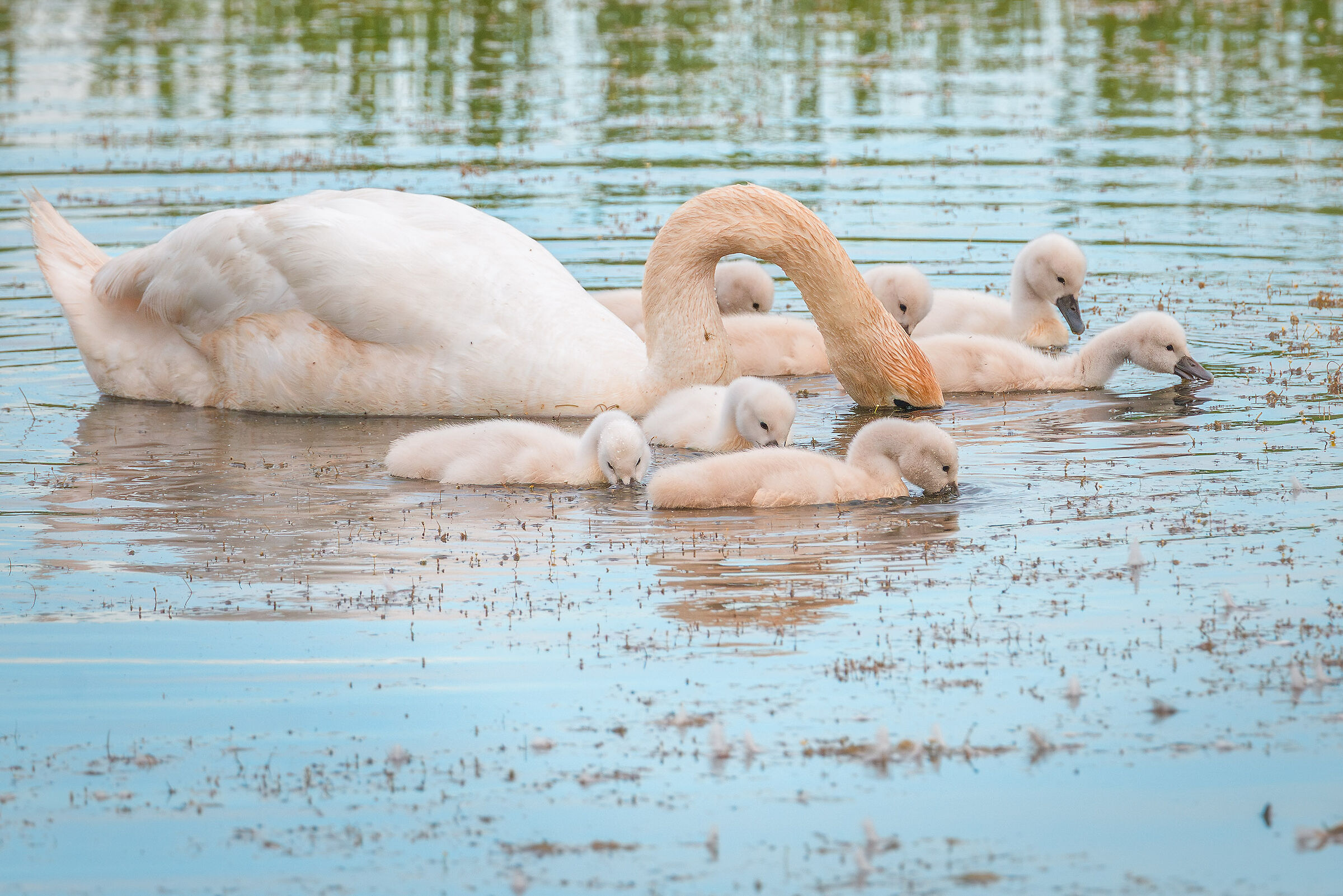 Swan family