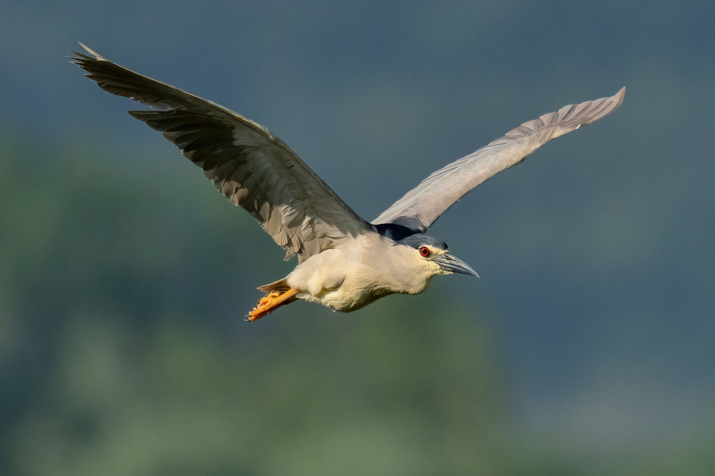 Nitticora (Nycticorax nycticorax )