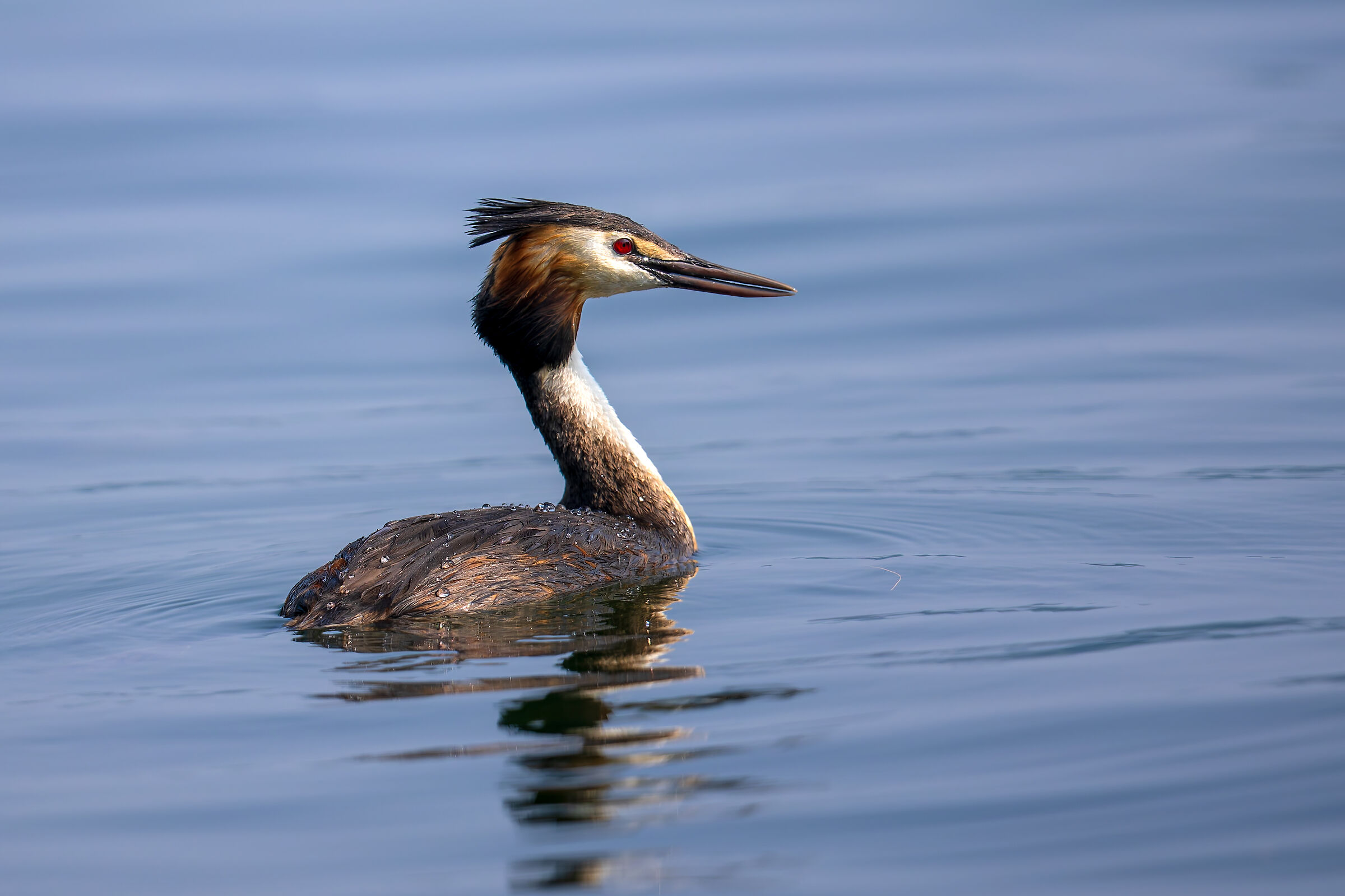 Great crested grebe
