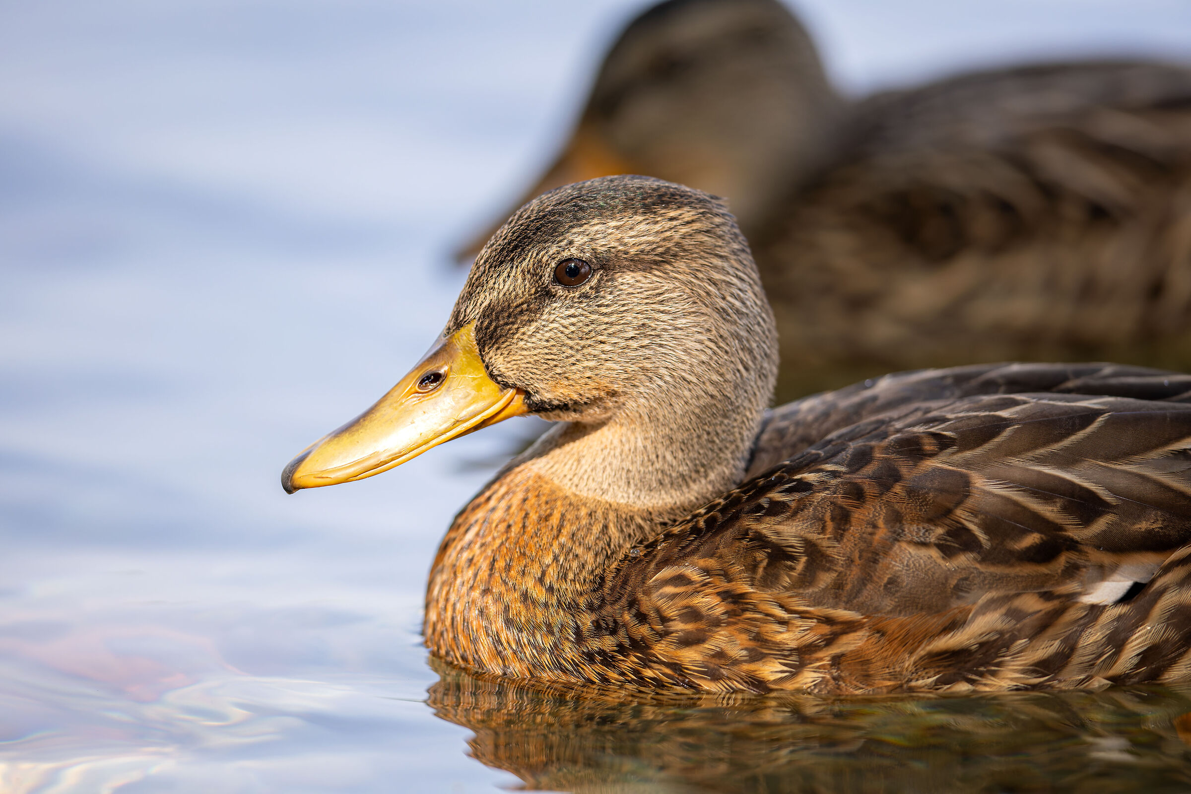 Mallard Female Portrait