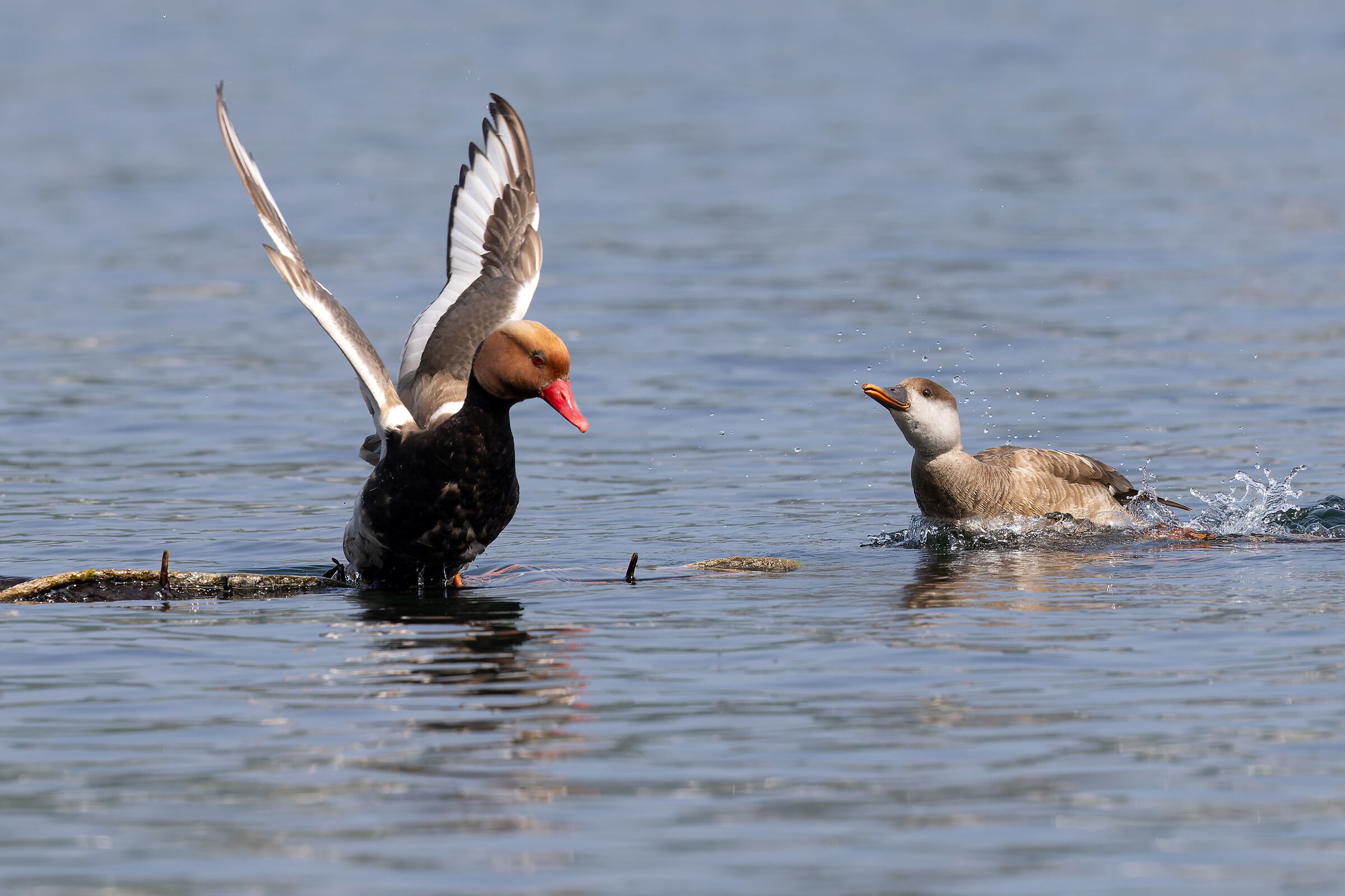 Turkish Fist (Couple) in Action