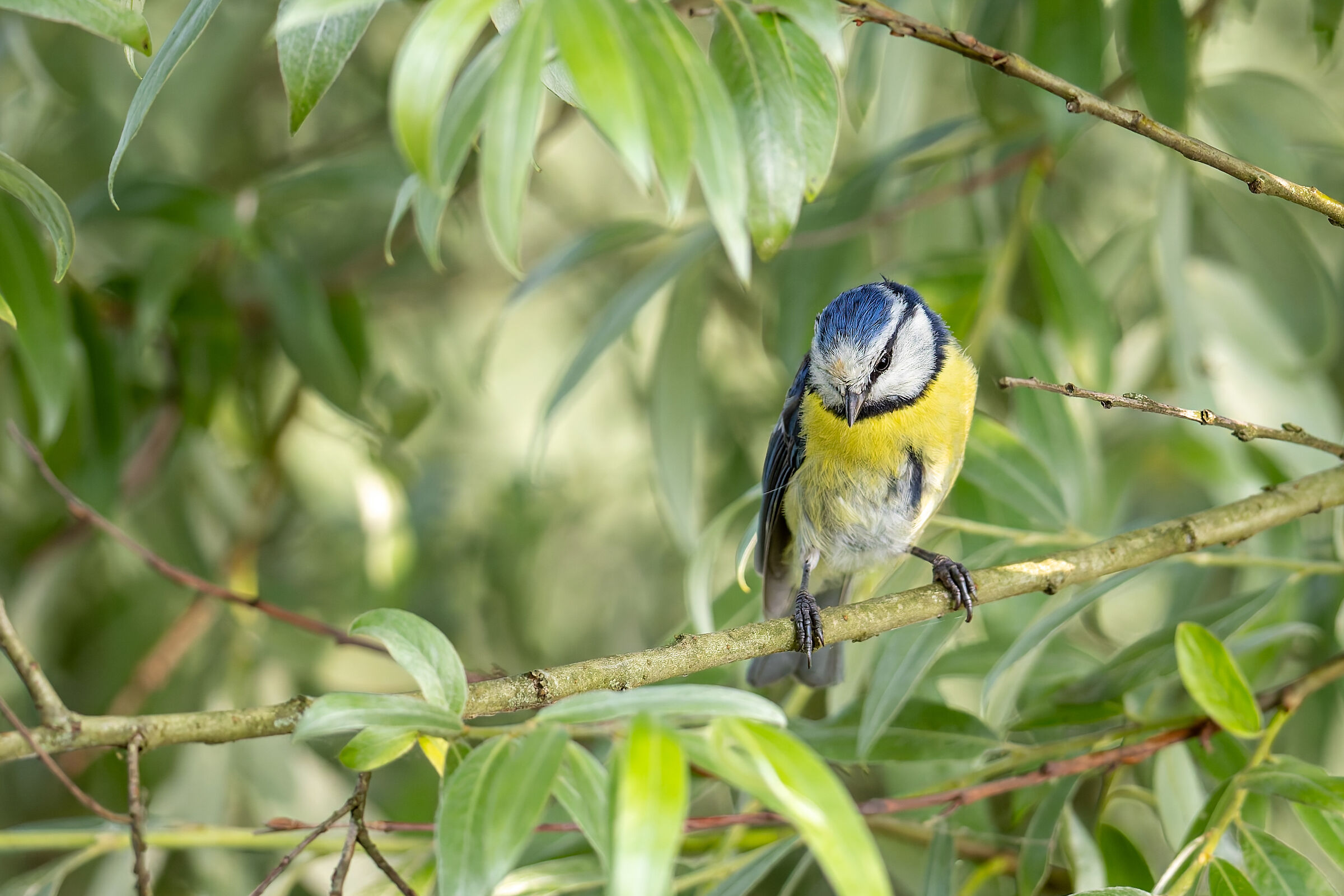 Blue in the Green (2)