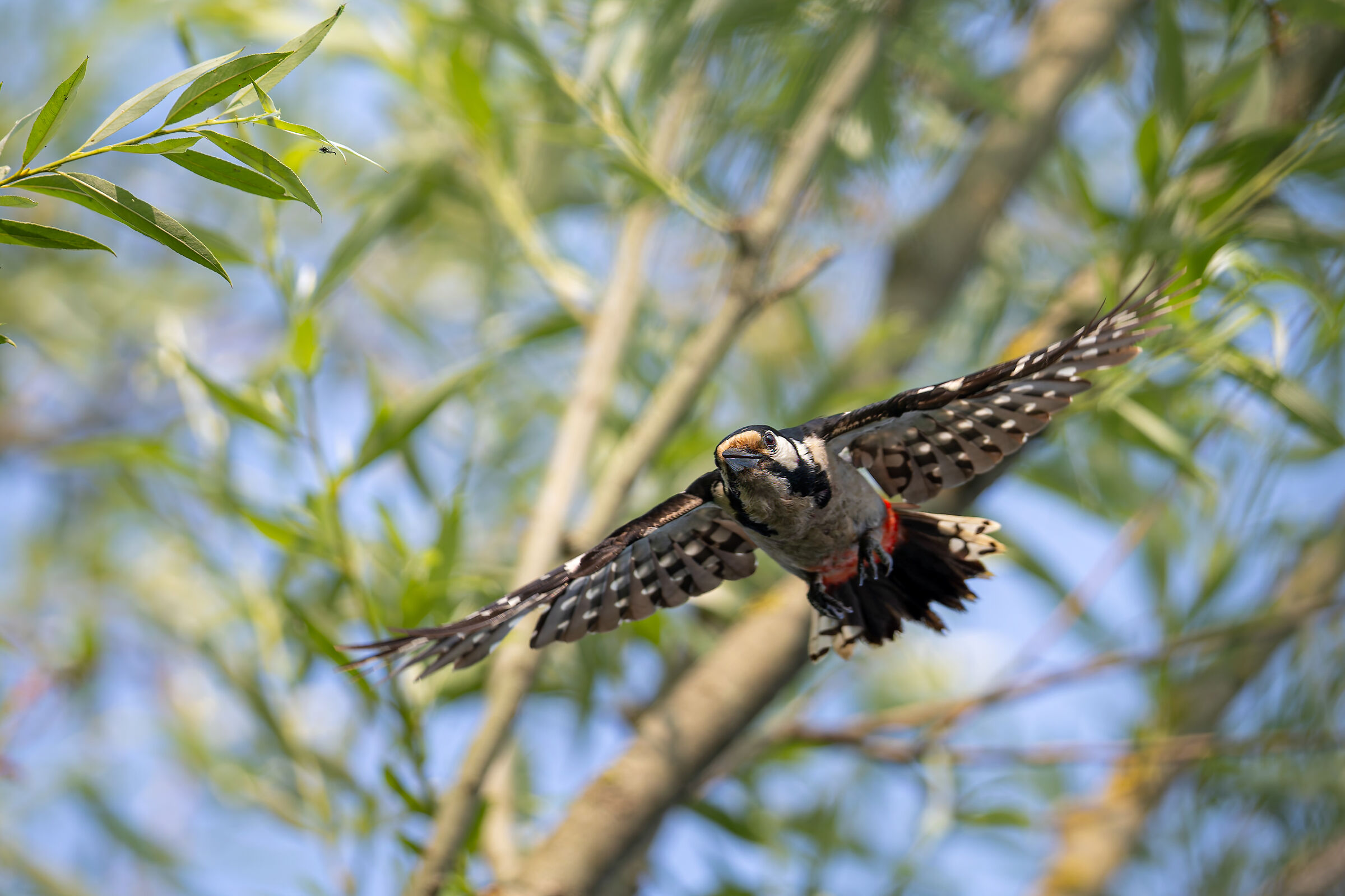 Great Spotted Woodpecker in flight