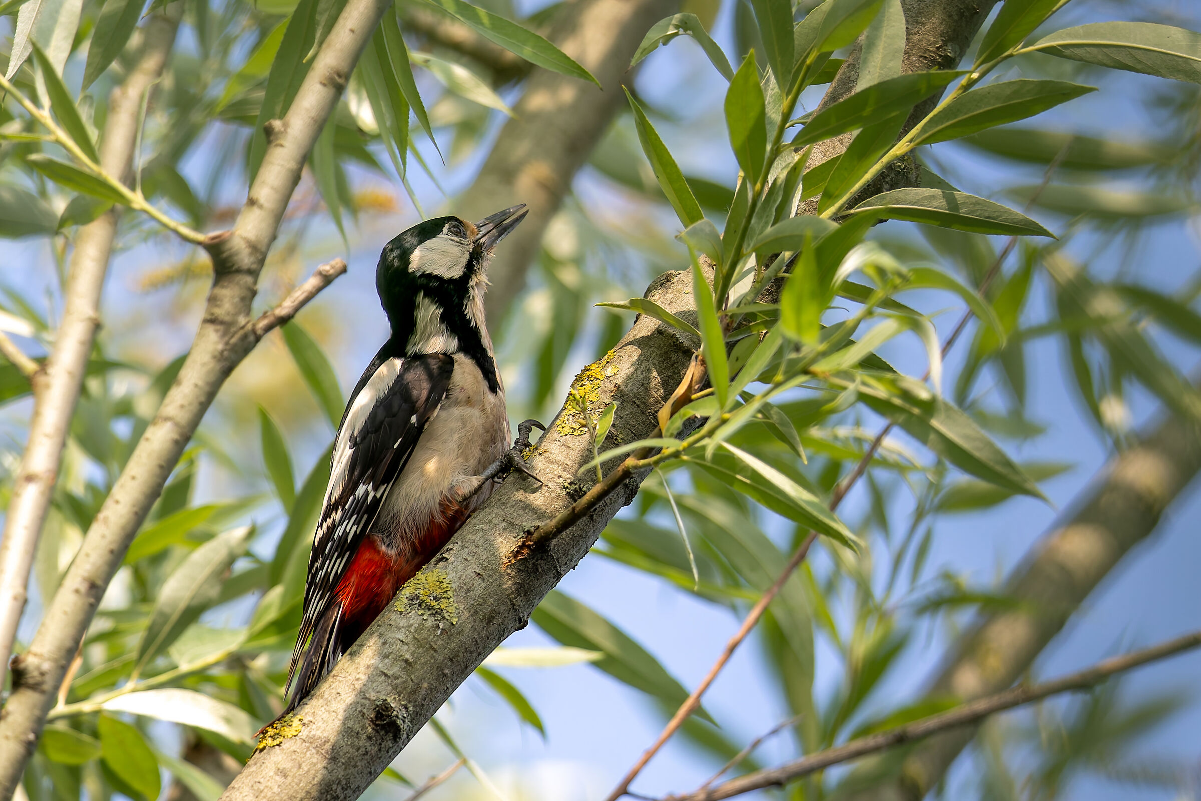 Great Spotted Woodpecker