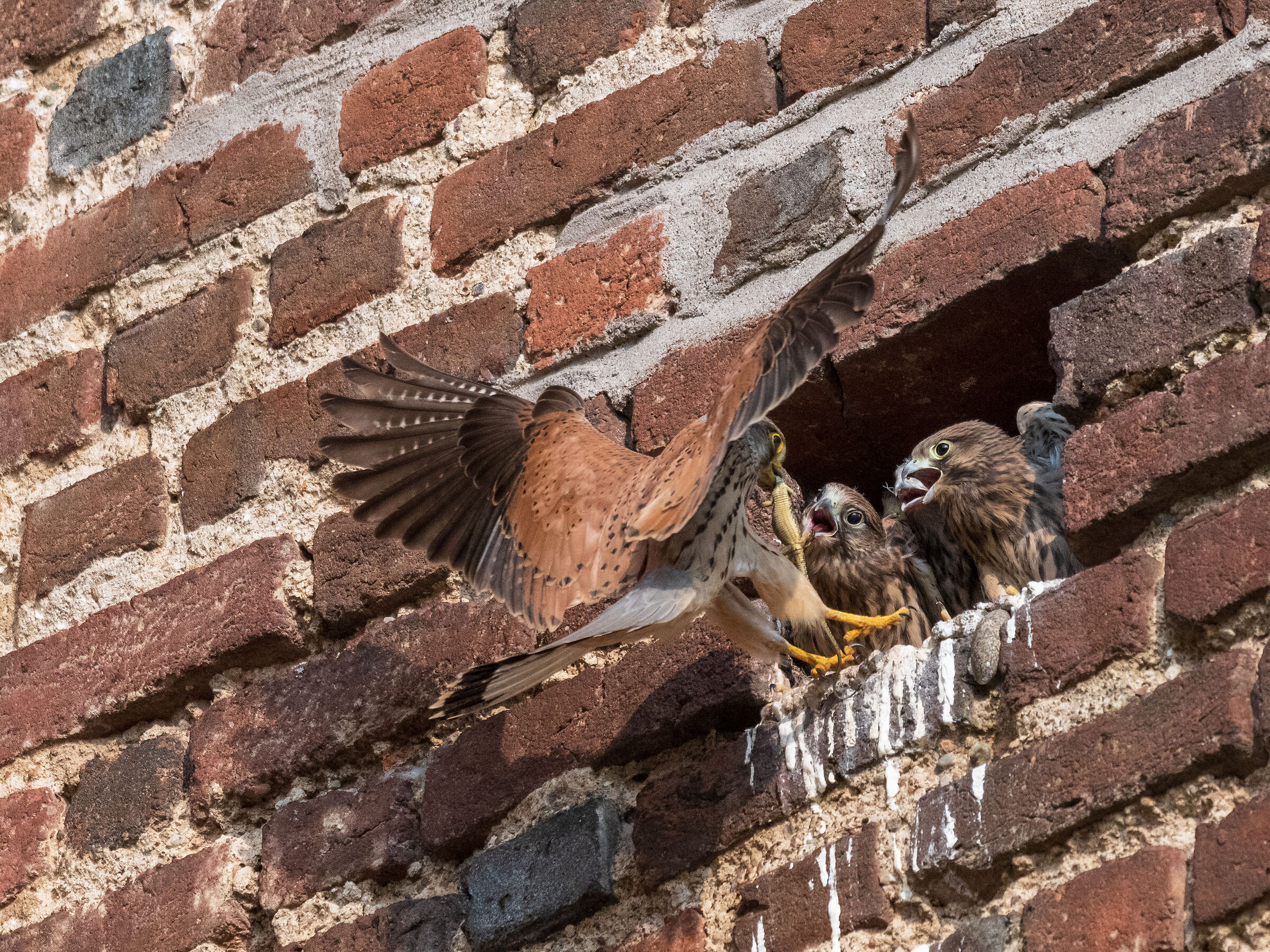 Incoming male kestrel