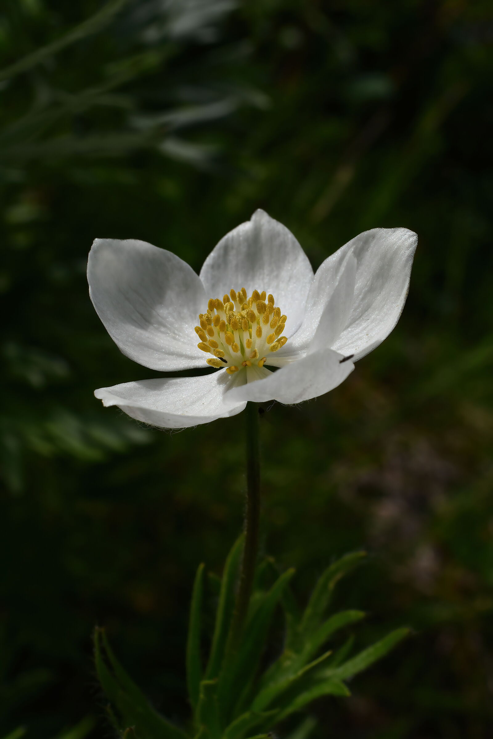 Anemonastrum narcissiflorum