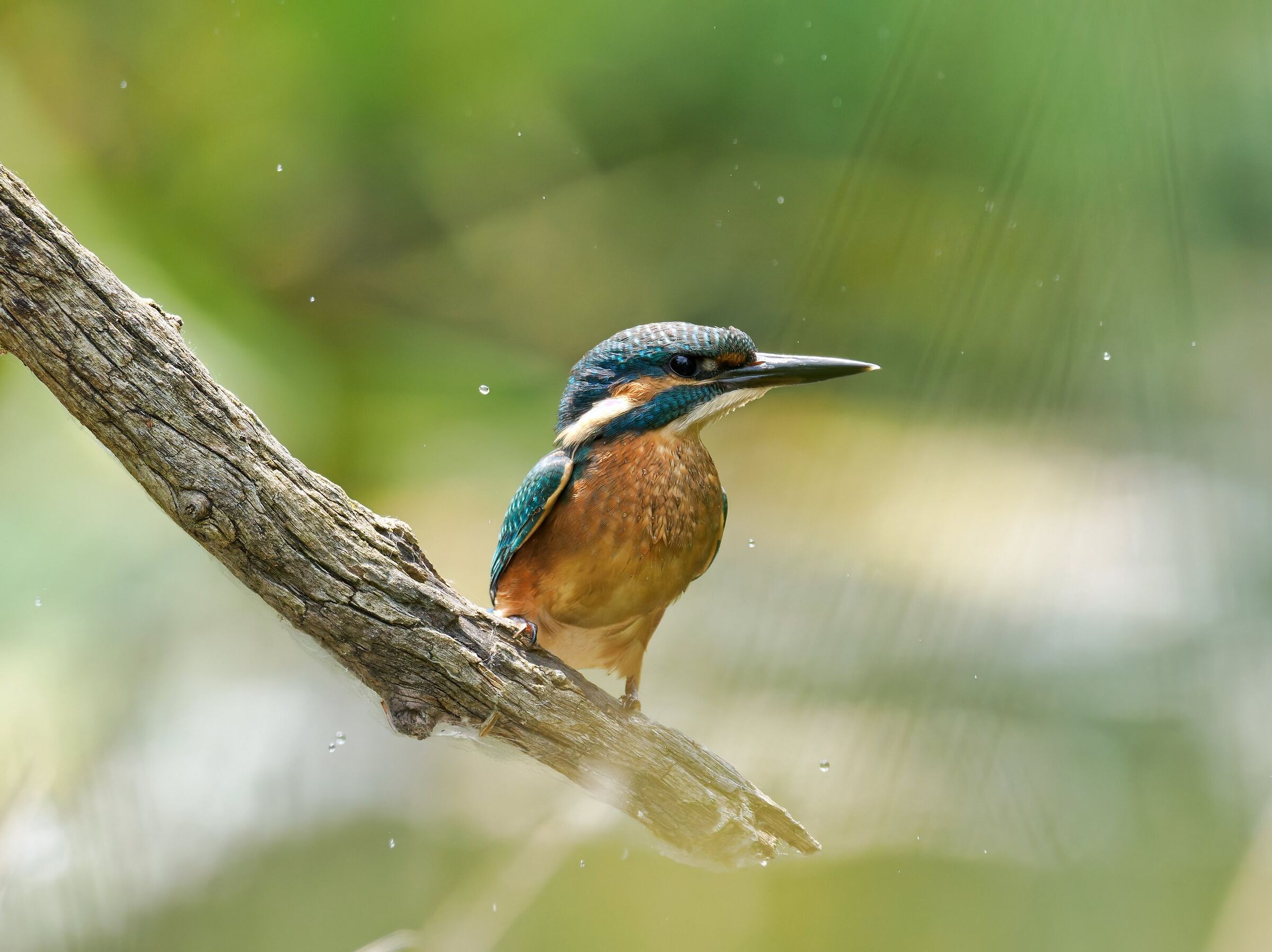 Kingfisher