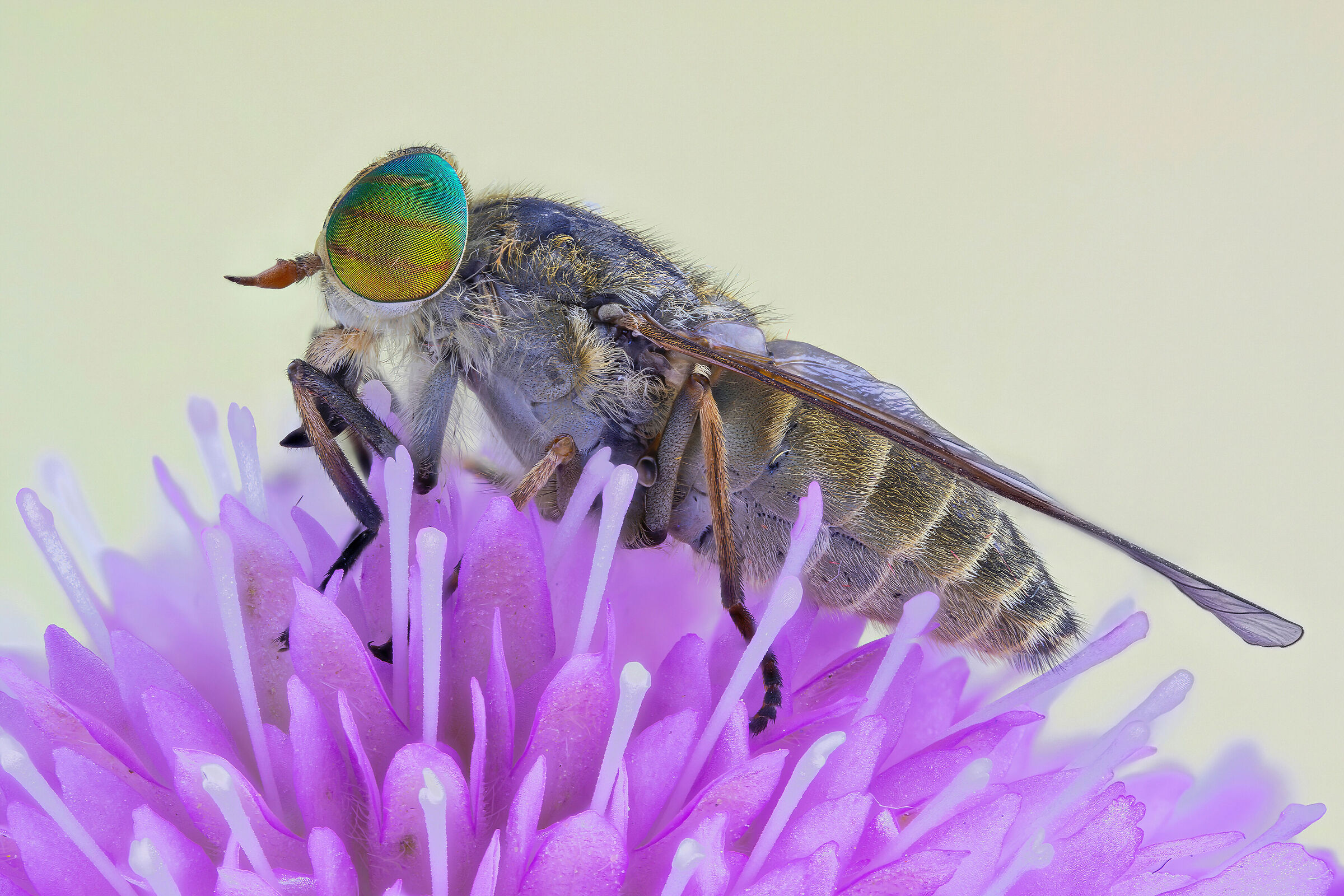 Horsefly