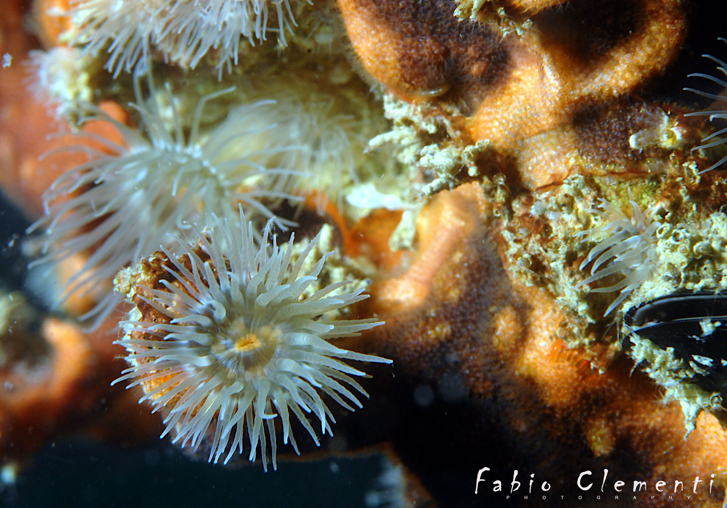 Microcosm of octopuses