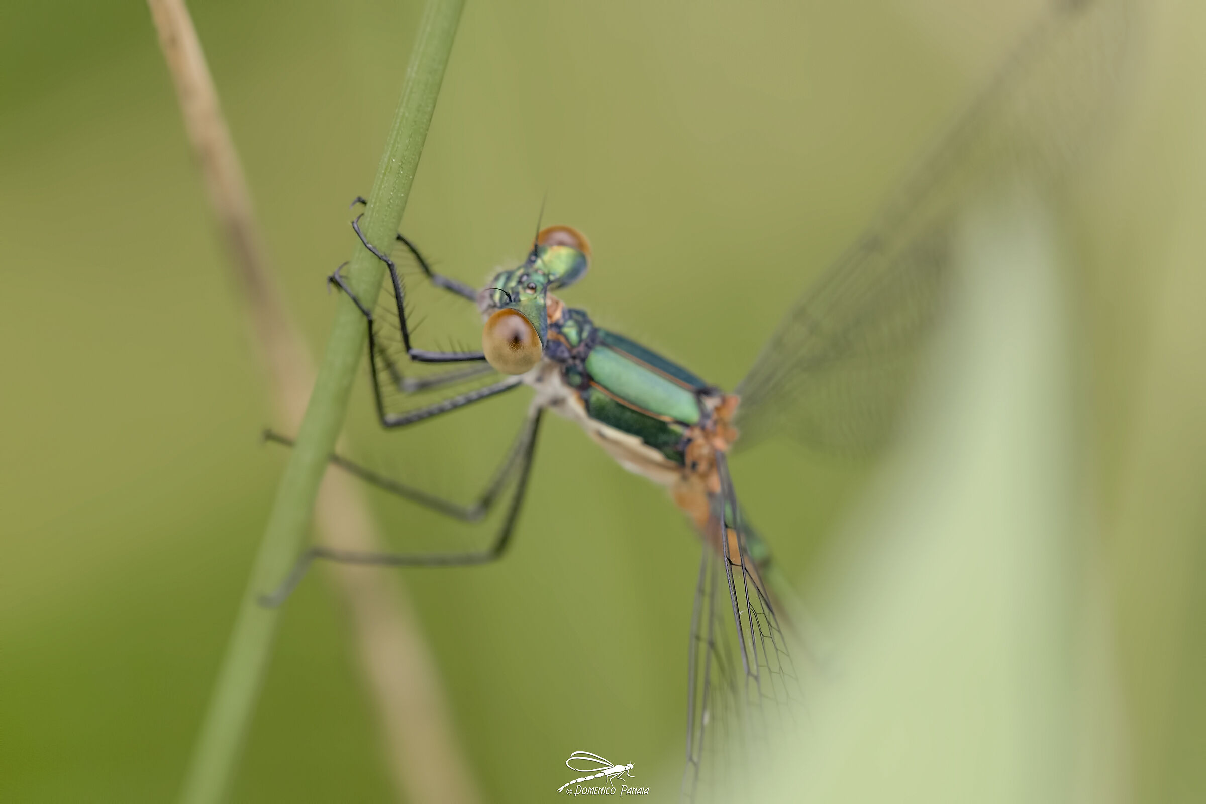 lestes sponsa