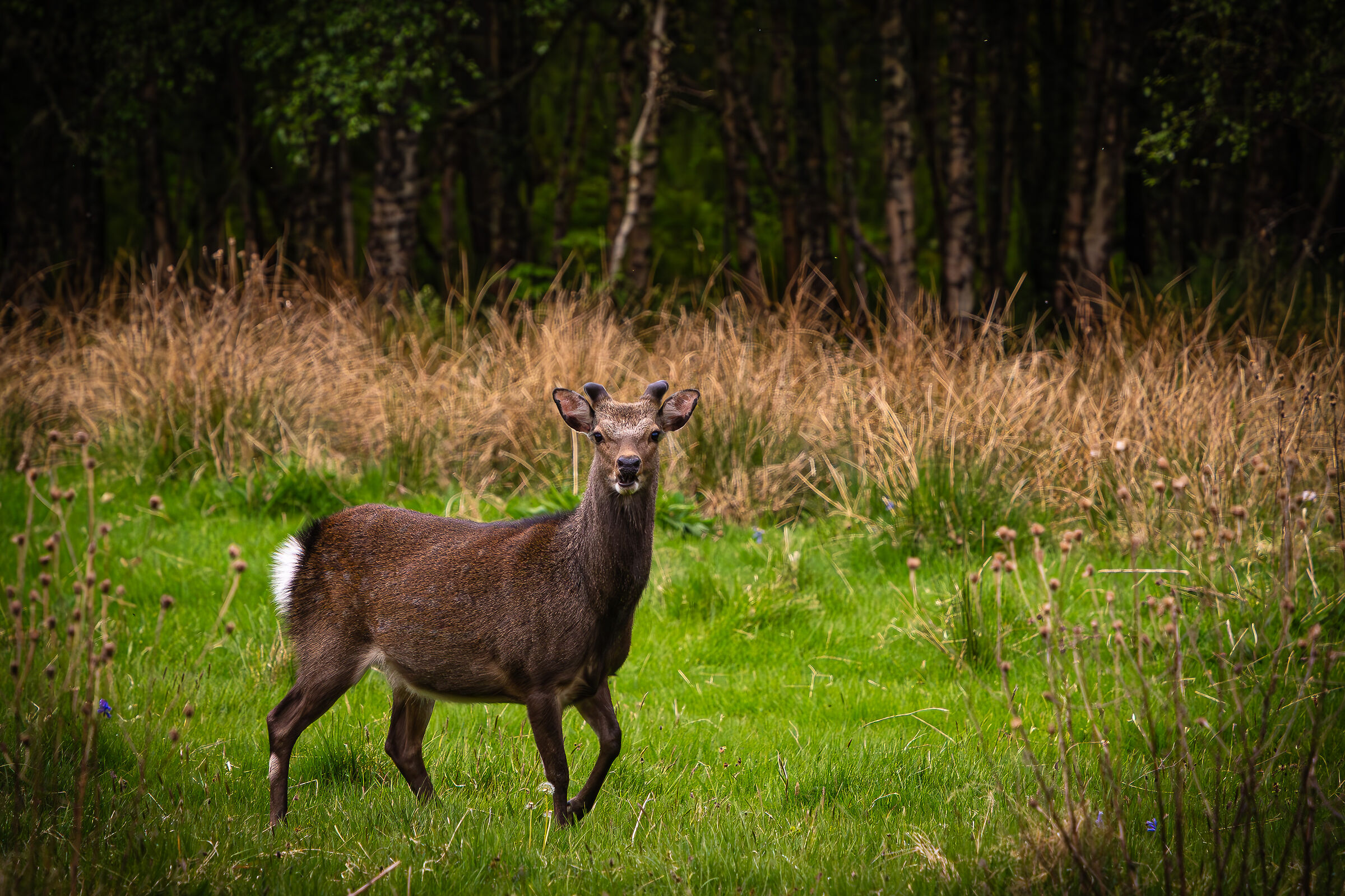 Un istante nelle highlands