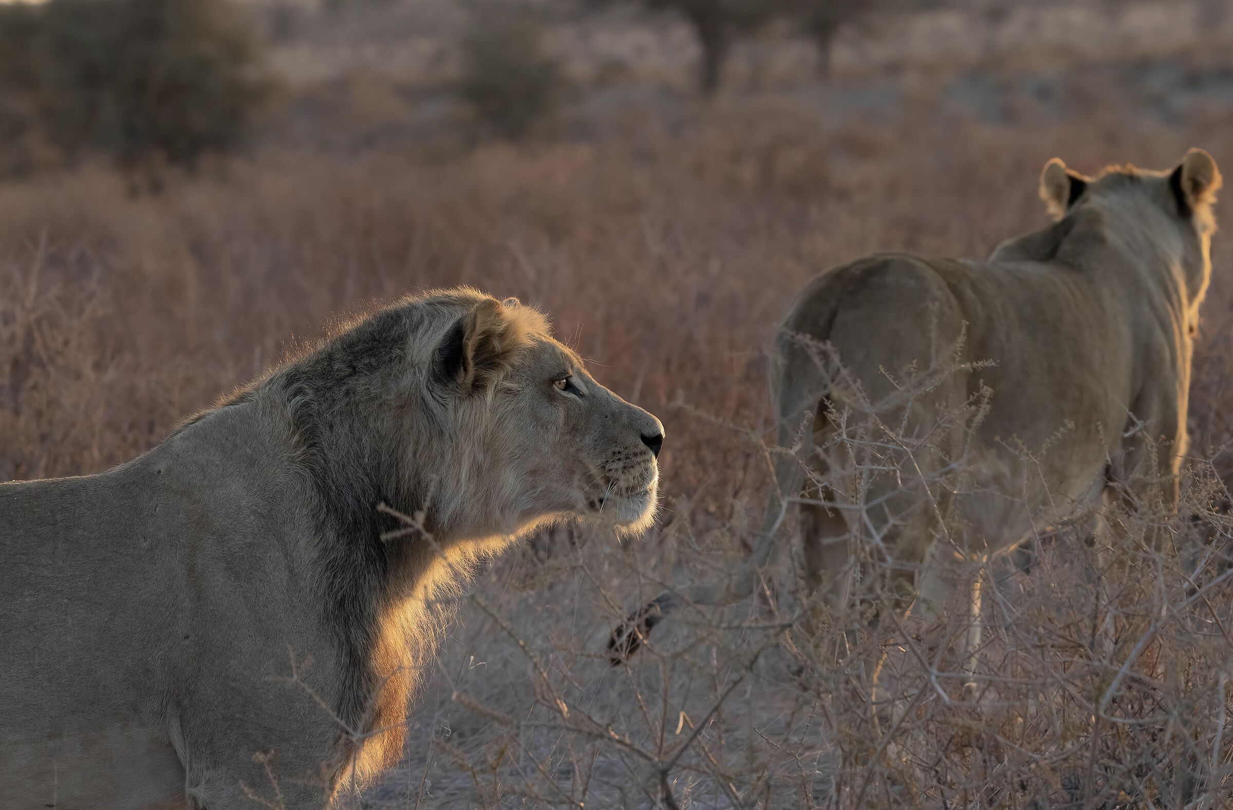 In the first light of day