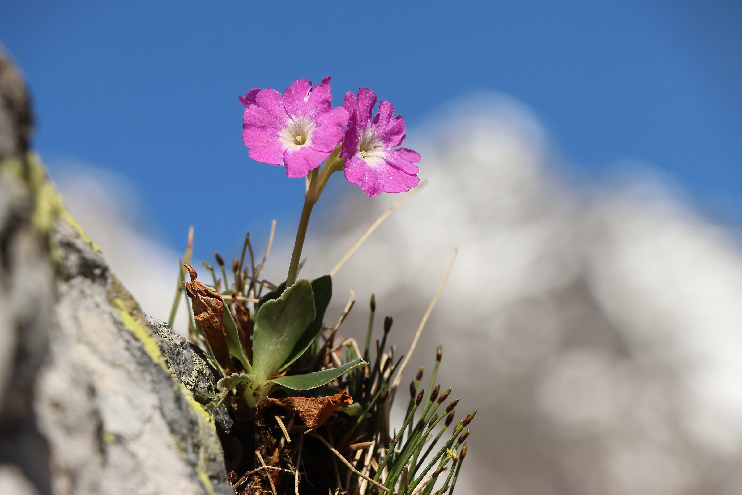 High mountain jewels