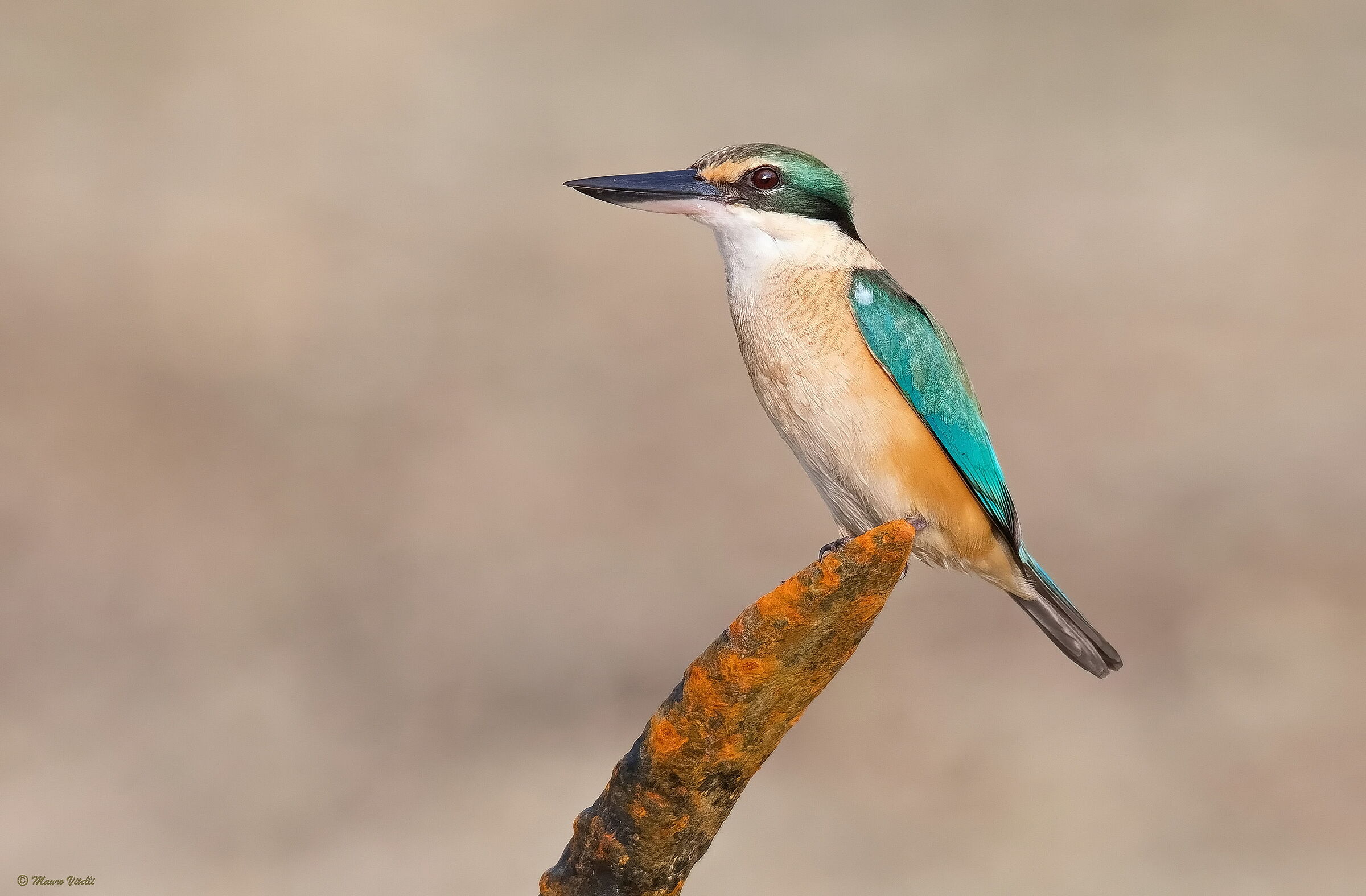 Holy Kingfisher (Todiramphus sanctus)