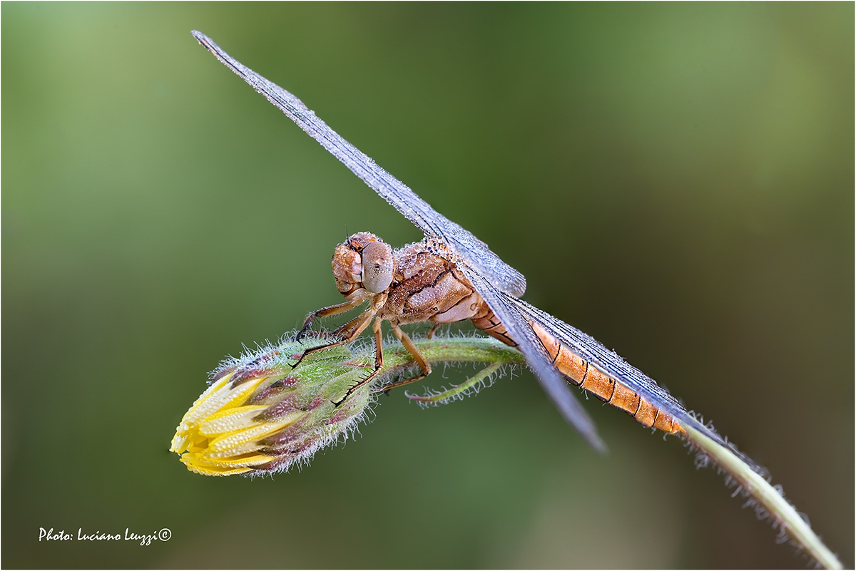 Orthetrum brunneum