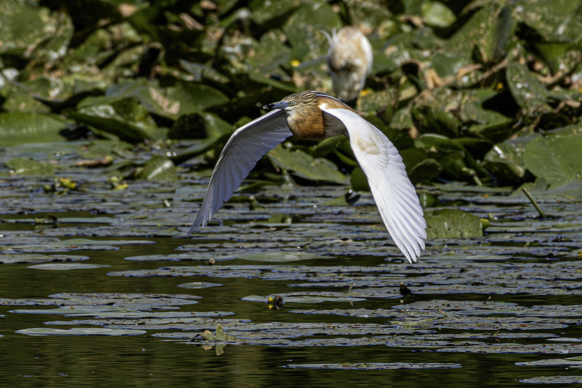 In volo