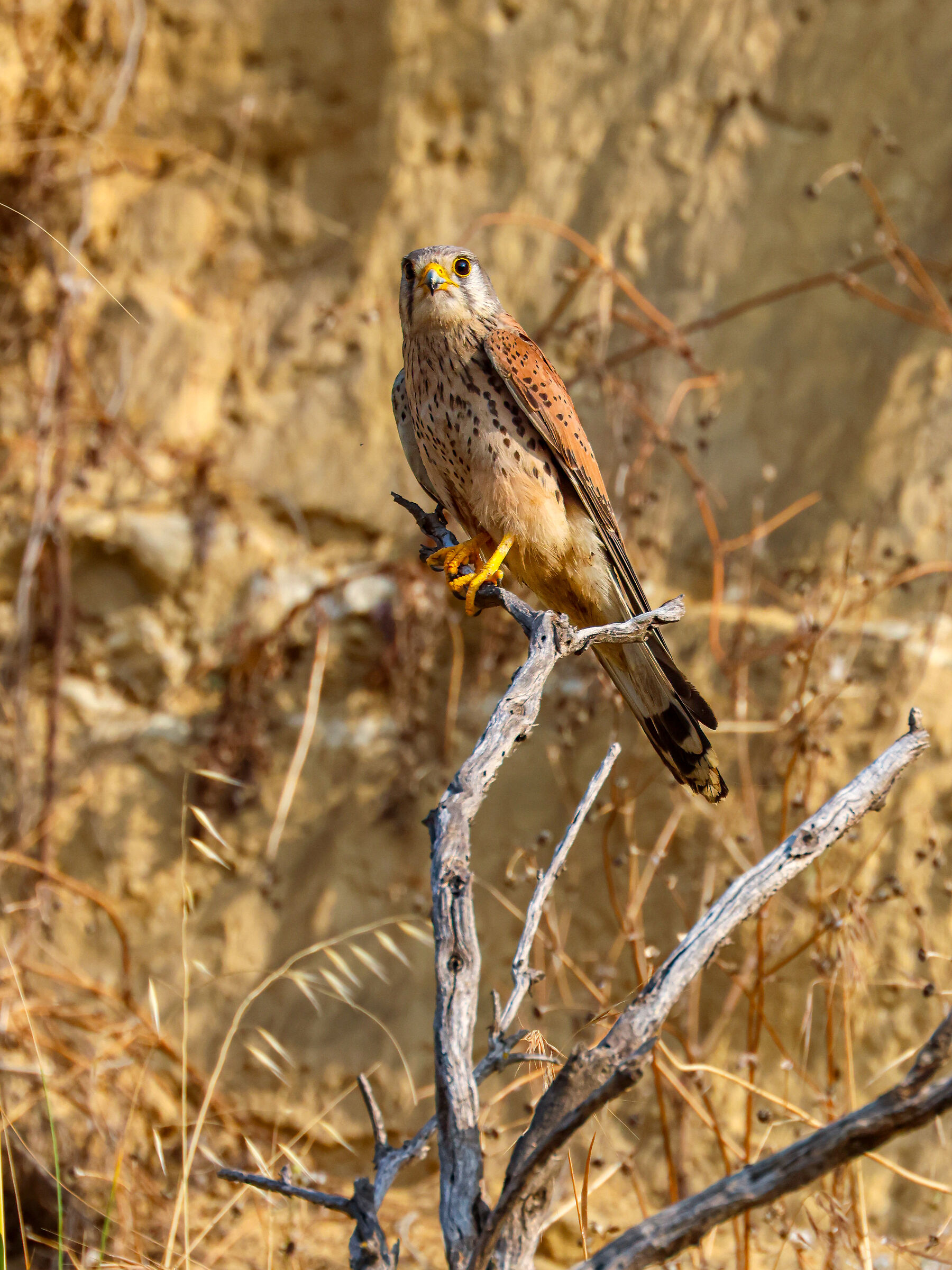 Kestrel in the vineyard