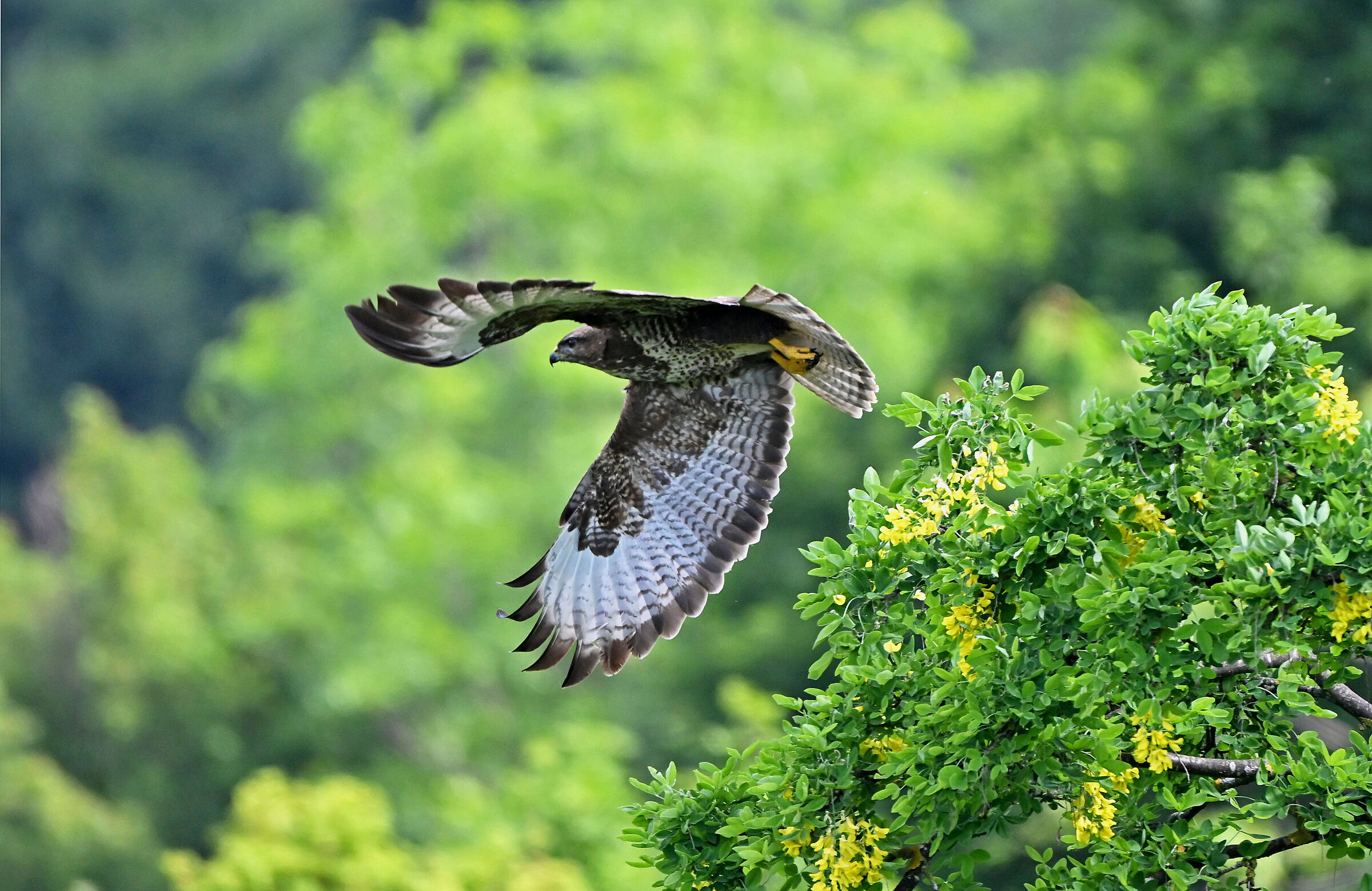 buzzard