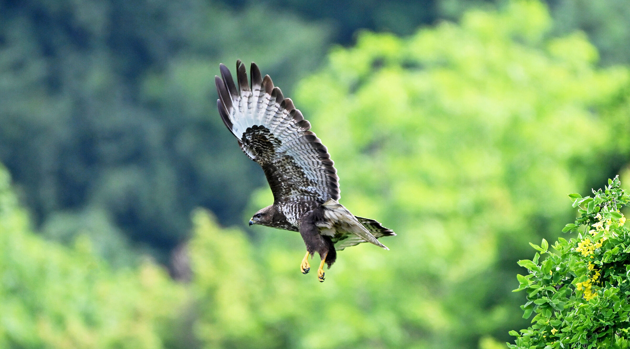 buzzard