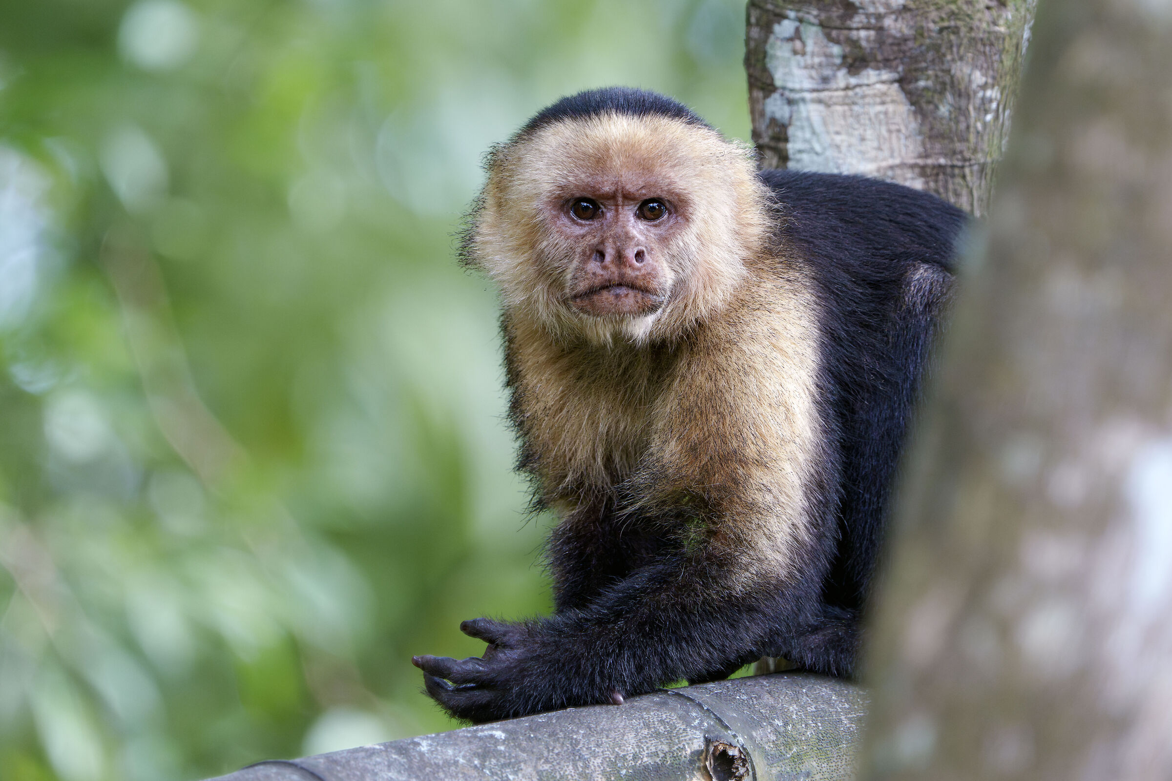 White faced capuchin