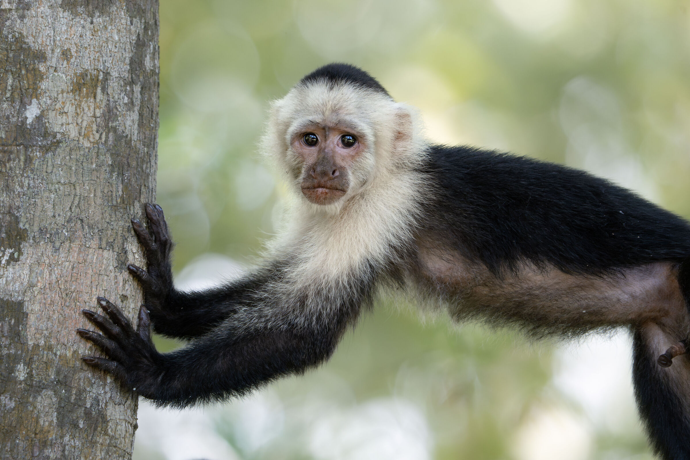 He's Happy to See You