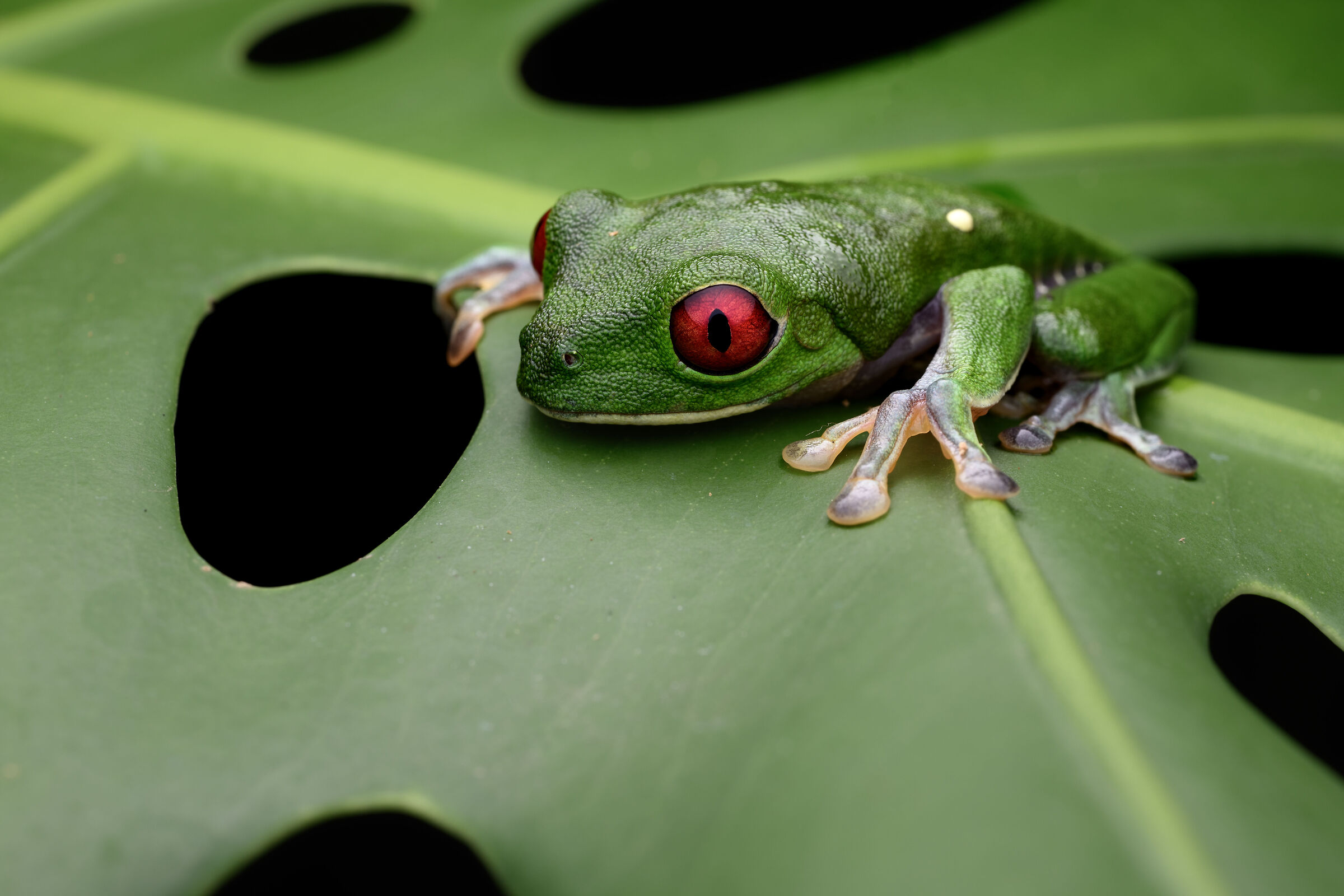 Red eyed tree frog