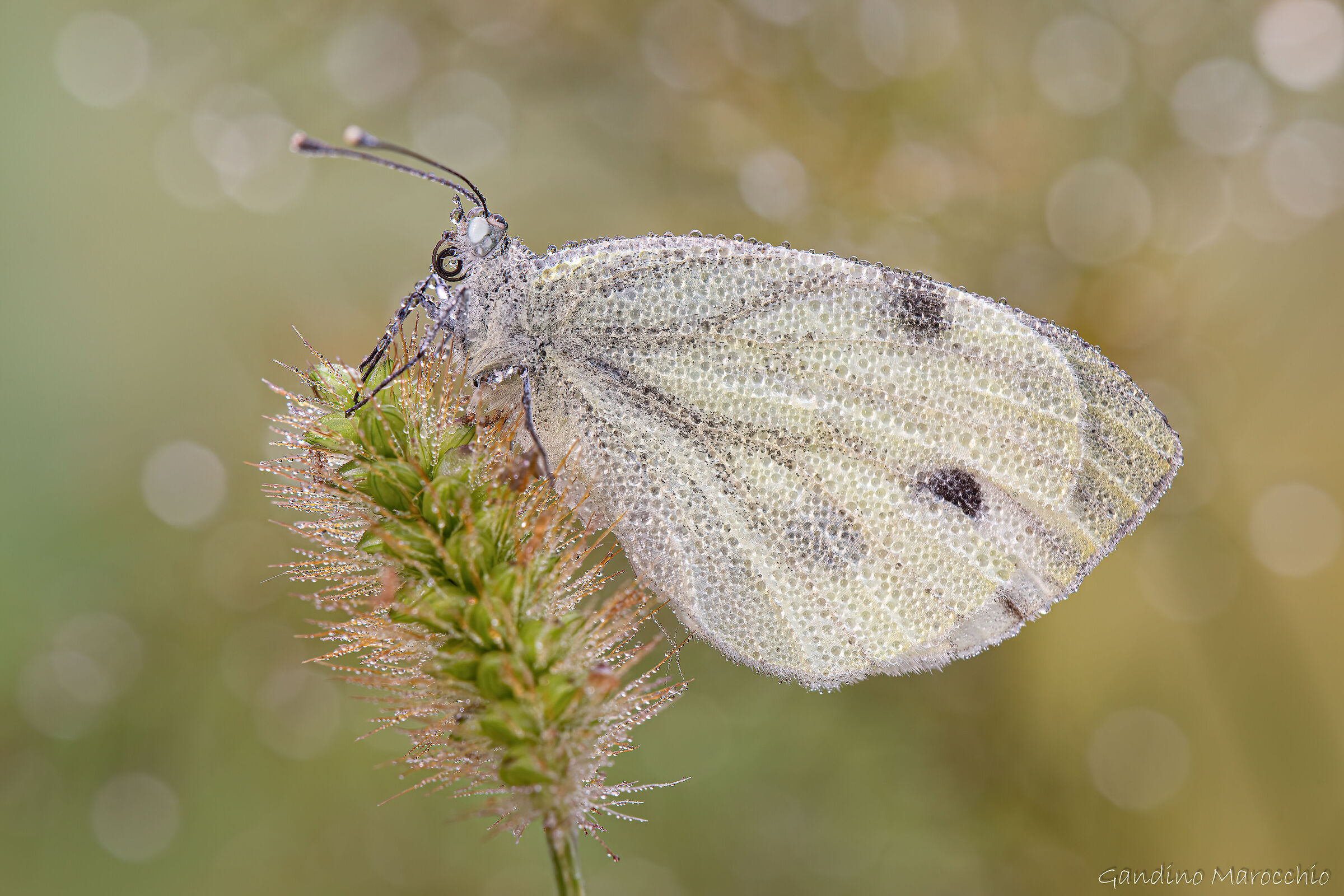 Pieris rapae
