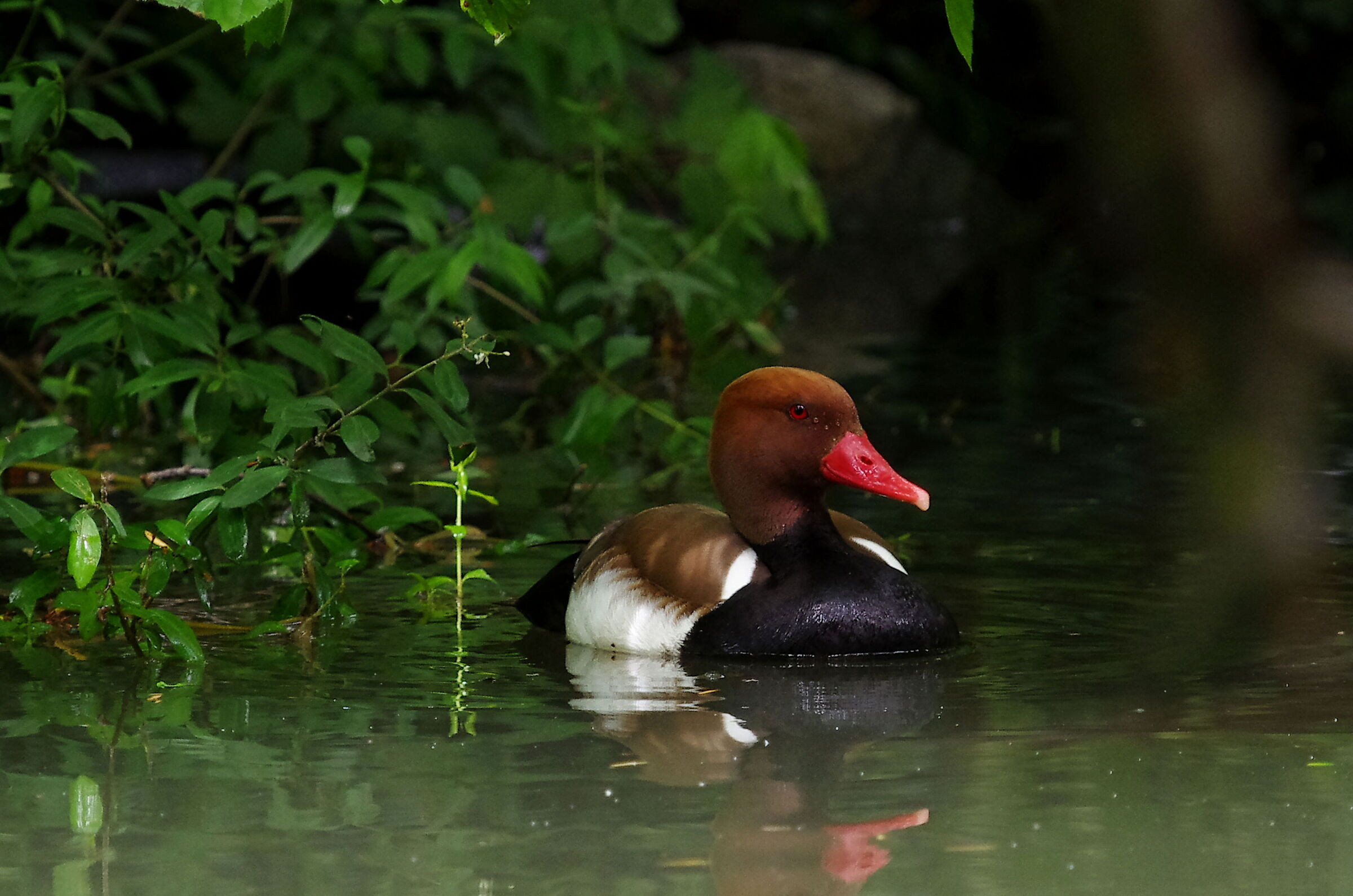 Red-crested pochard