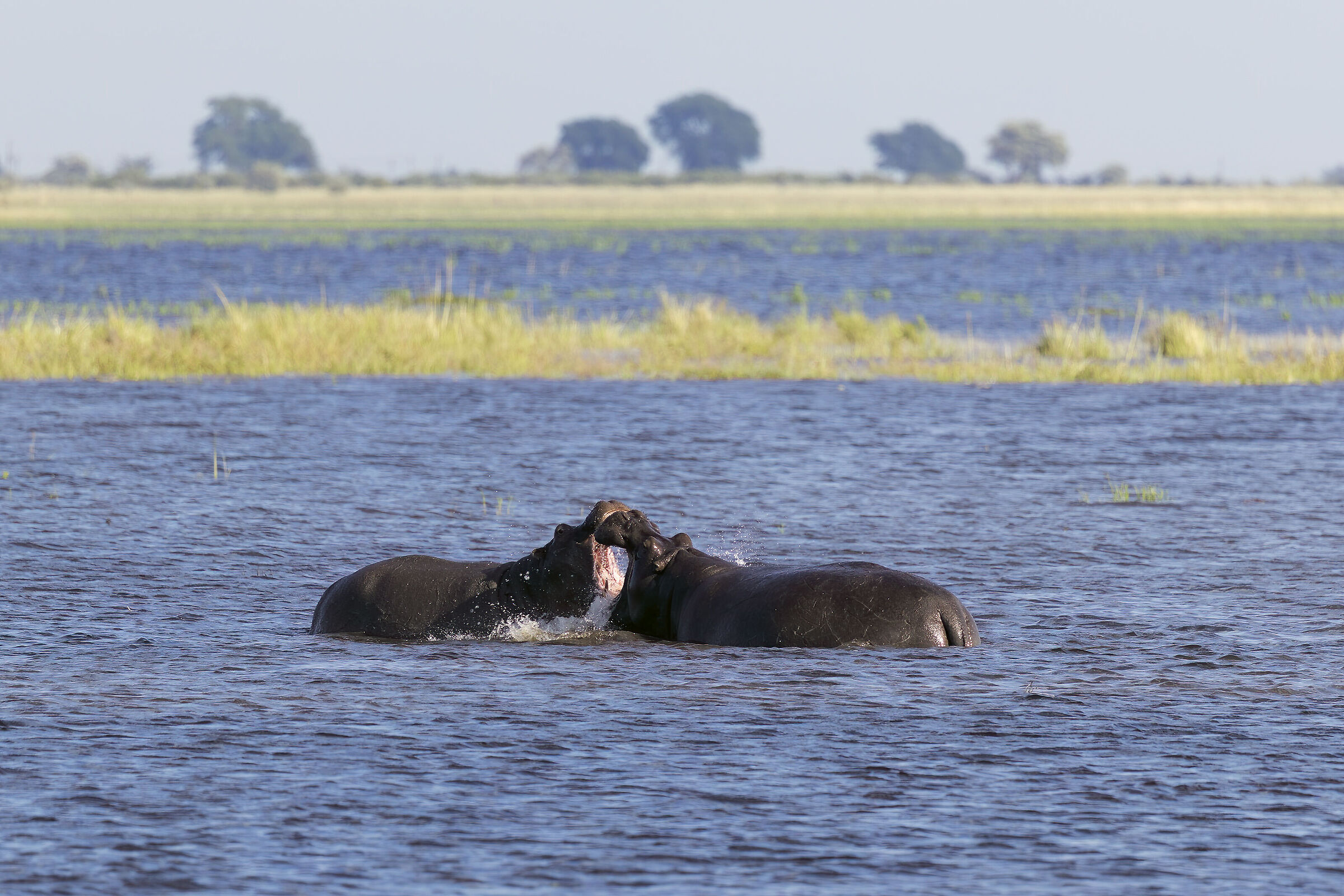 "Effusions" between Hippopotamuses. Chobe Natural Park, Bots...
