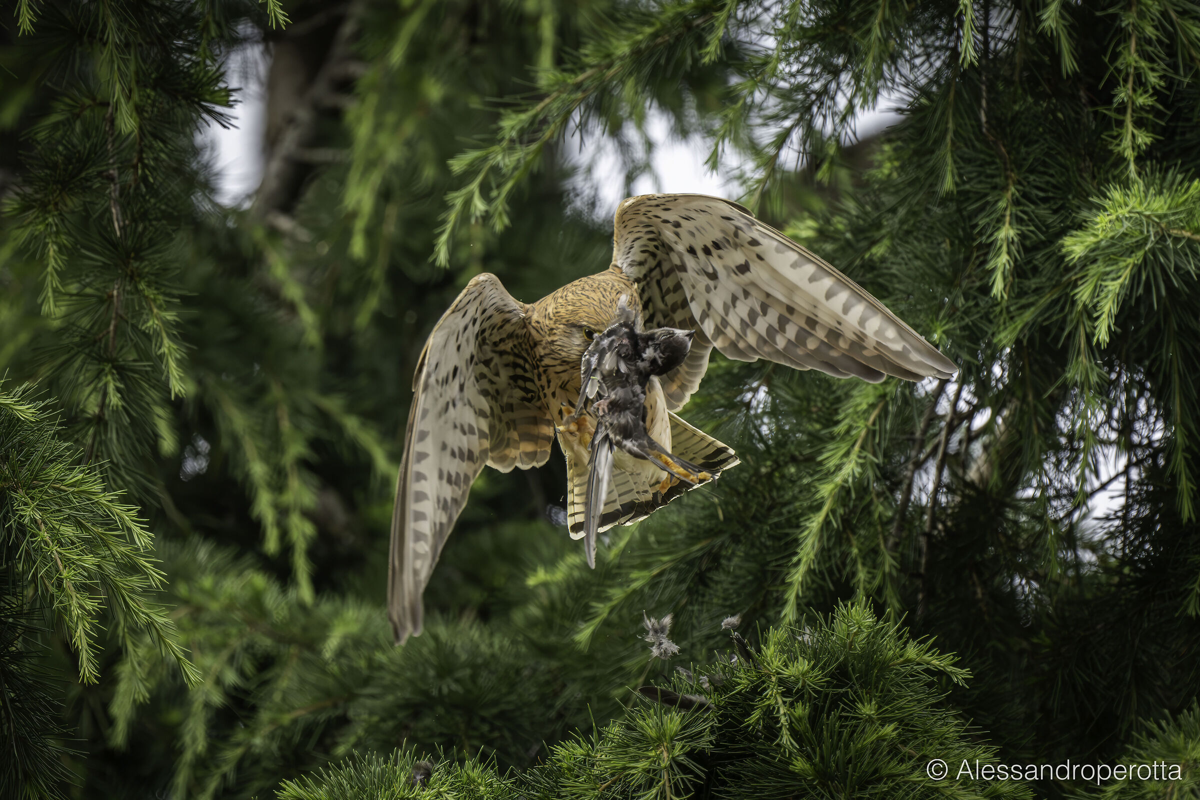 Falco tinnunculus