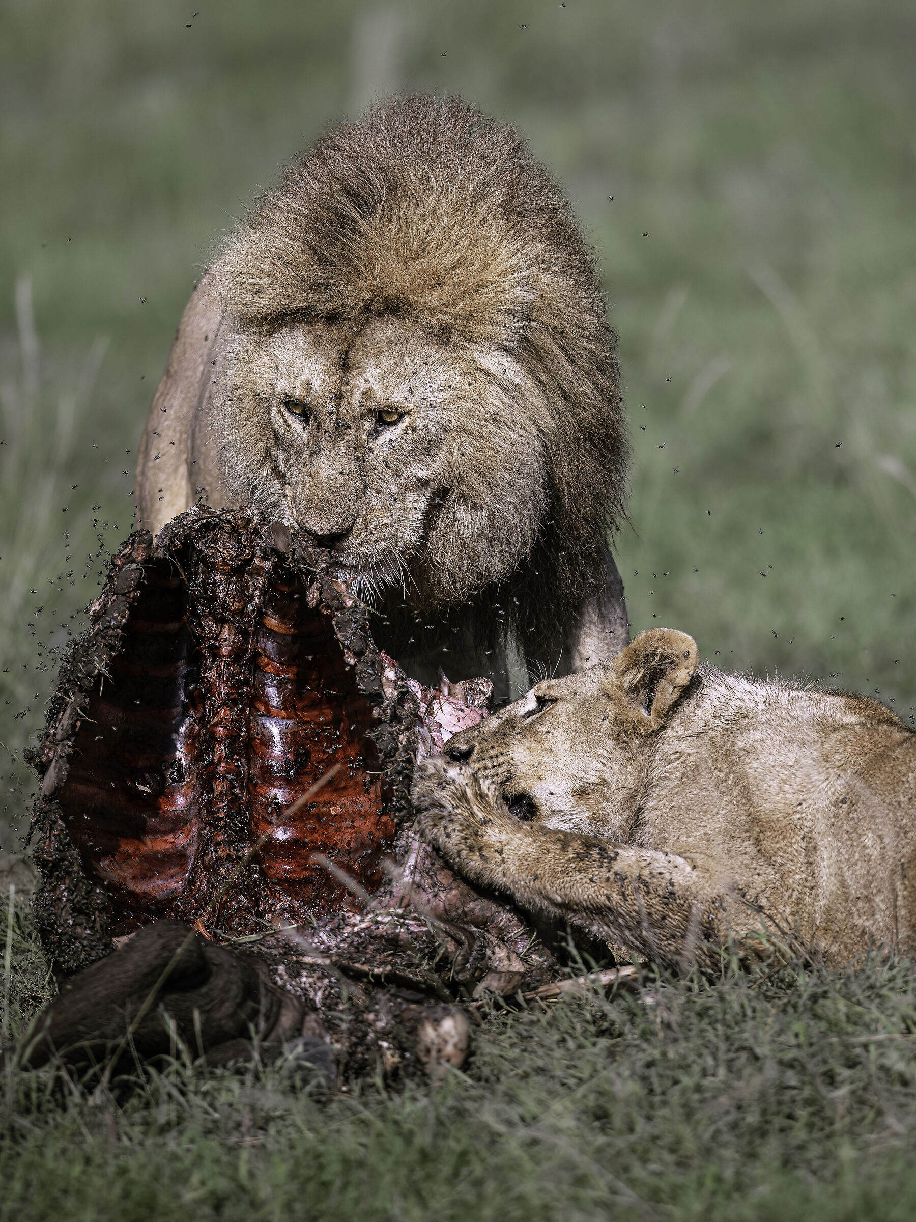 Il banchetto dei Leoni