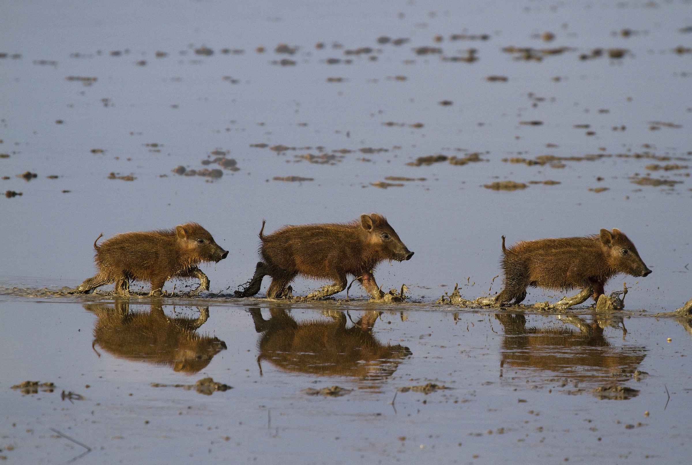 three small porcellin