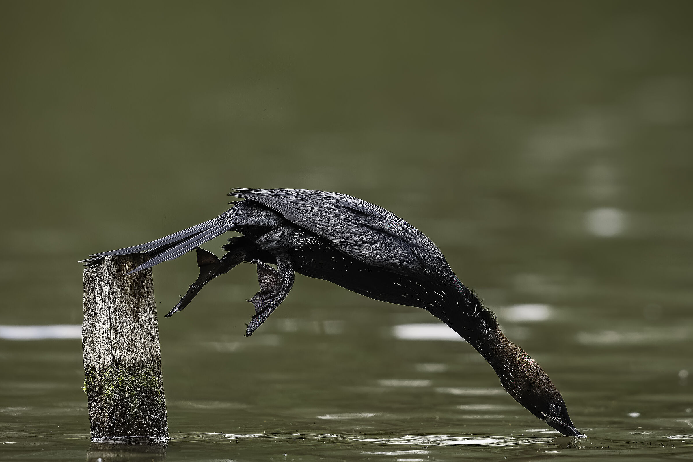 The dive